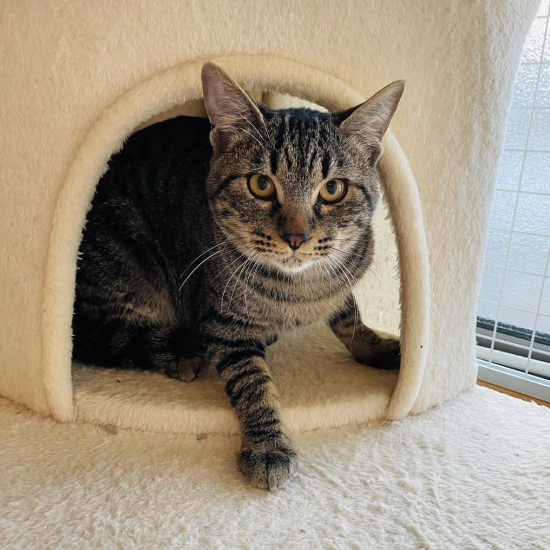 pet-image-4