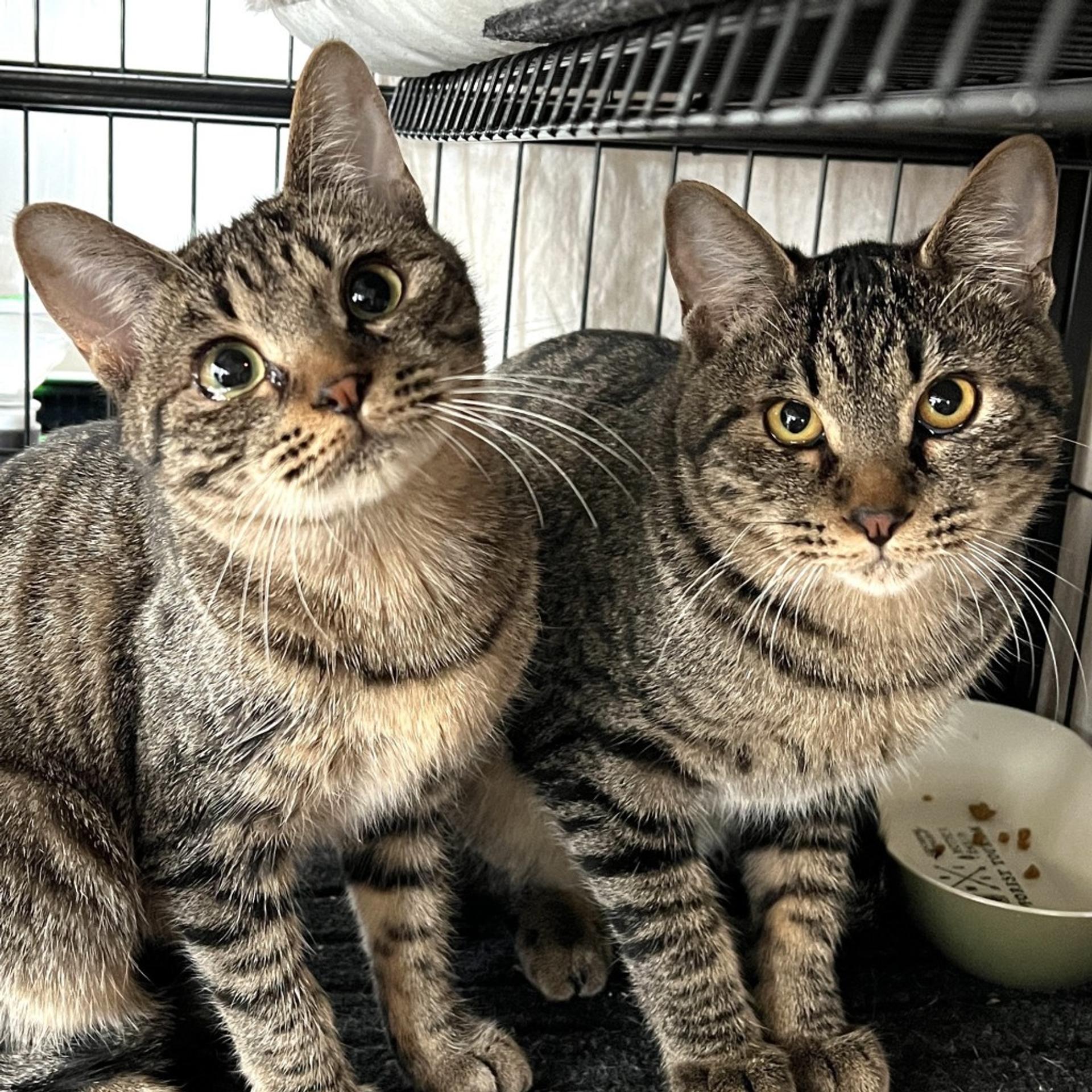pet-image-5