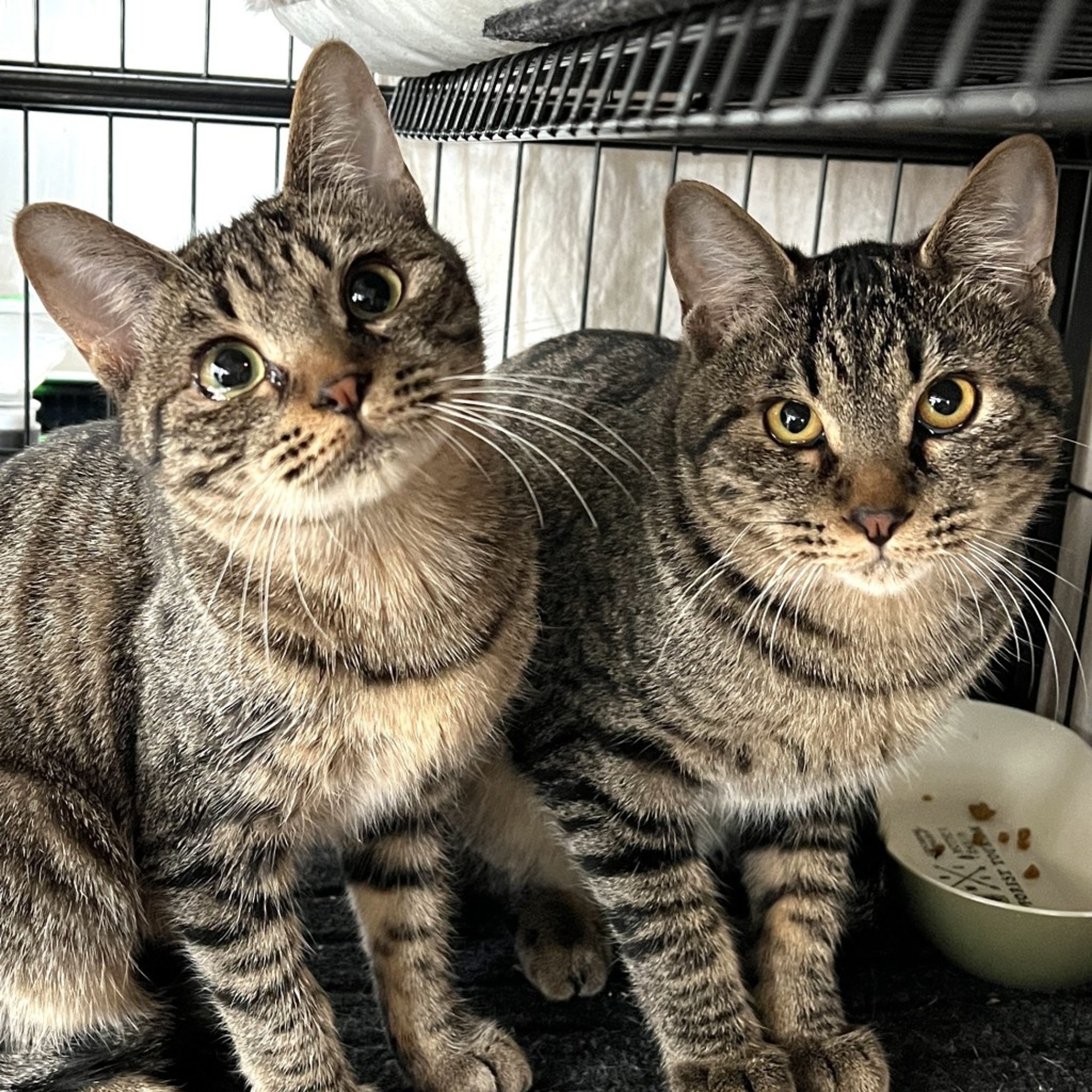 pet-image-5