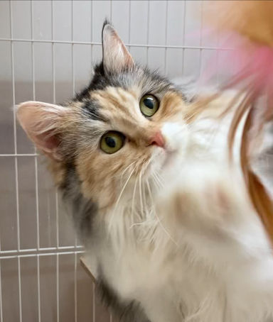 いよかん