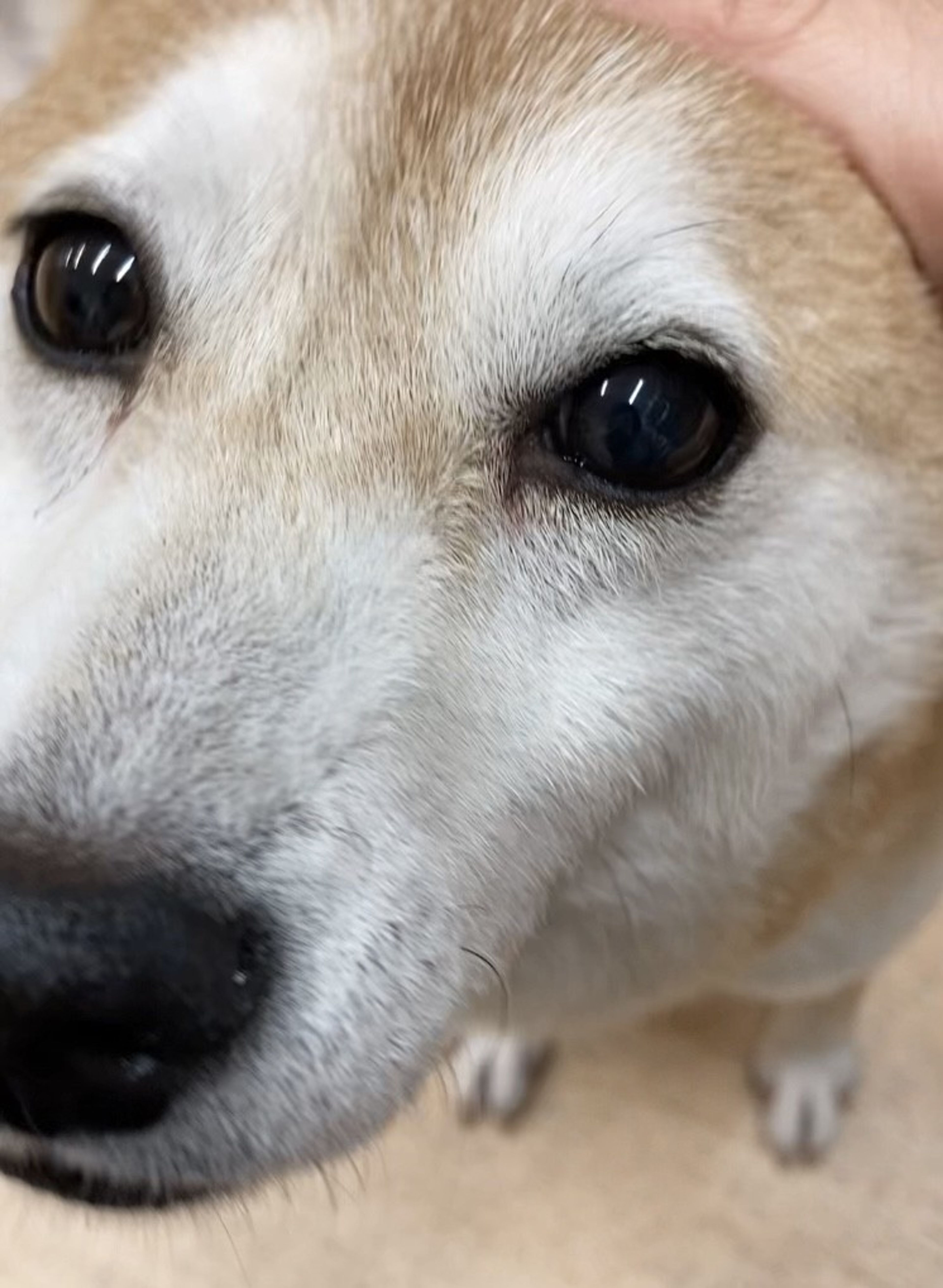 pet-image-2