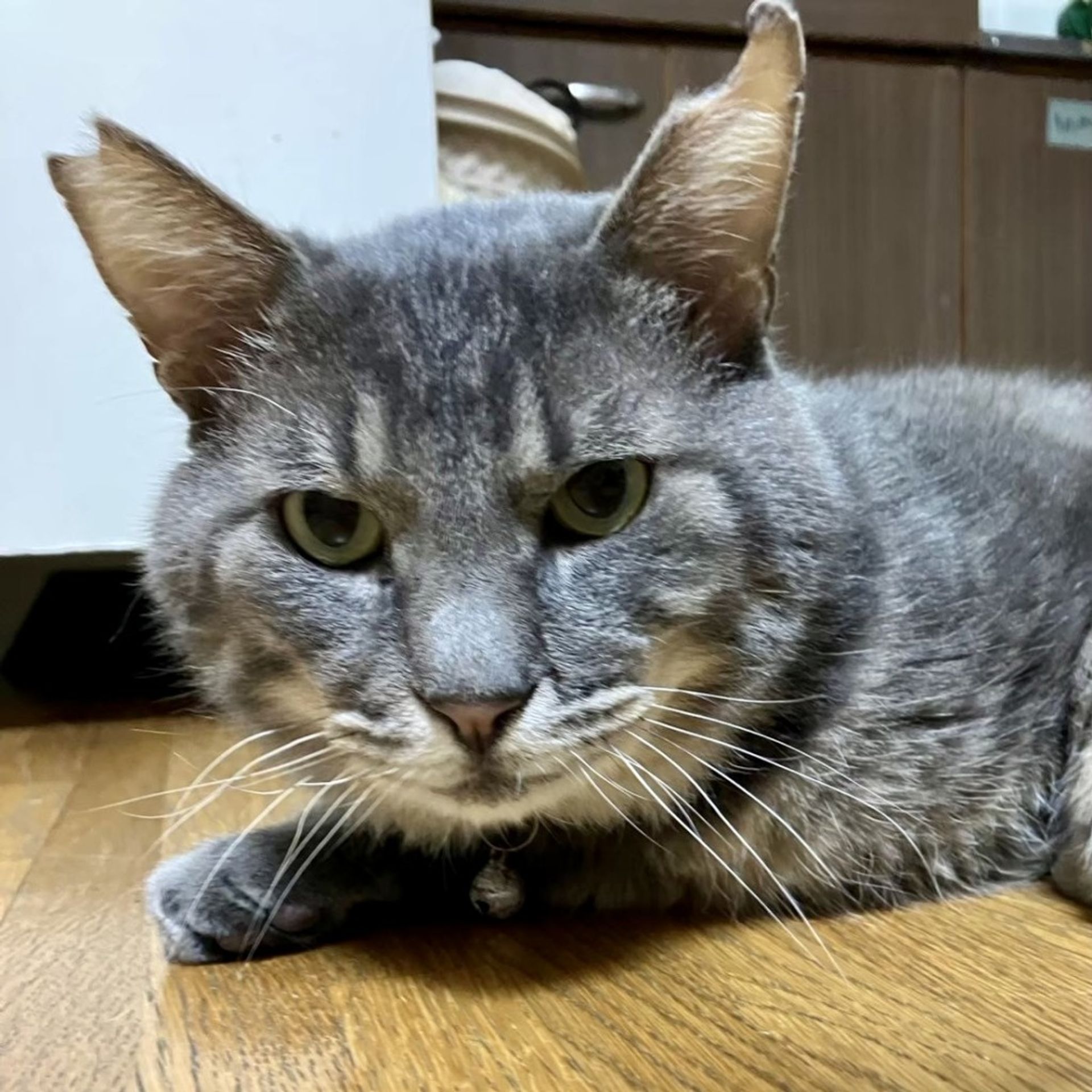 雑種（ミックス猫）・オスの里親募集の写真