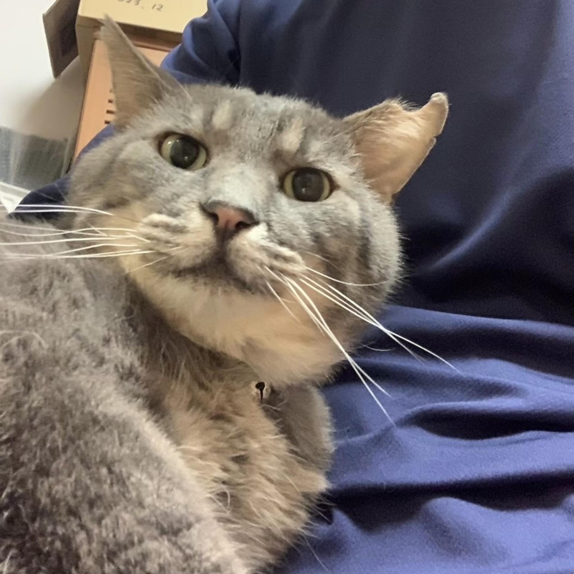 pet-image-5