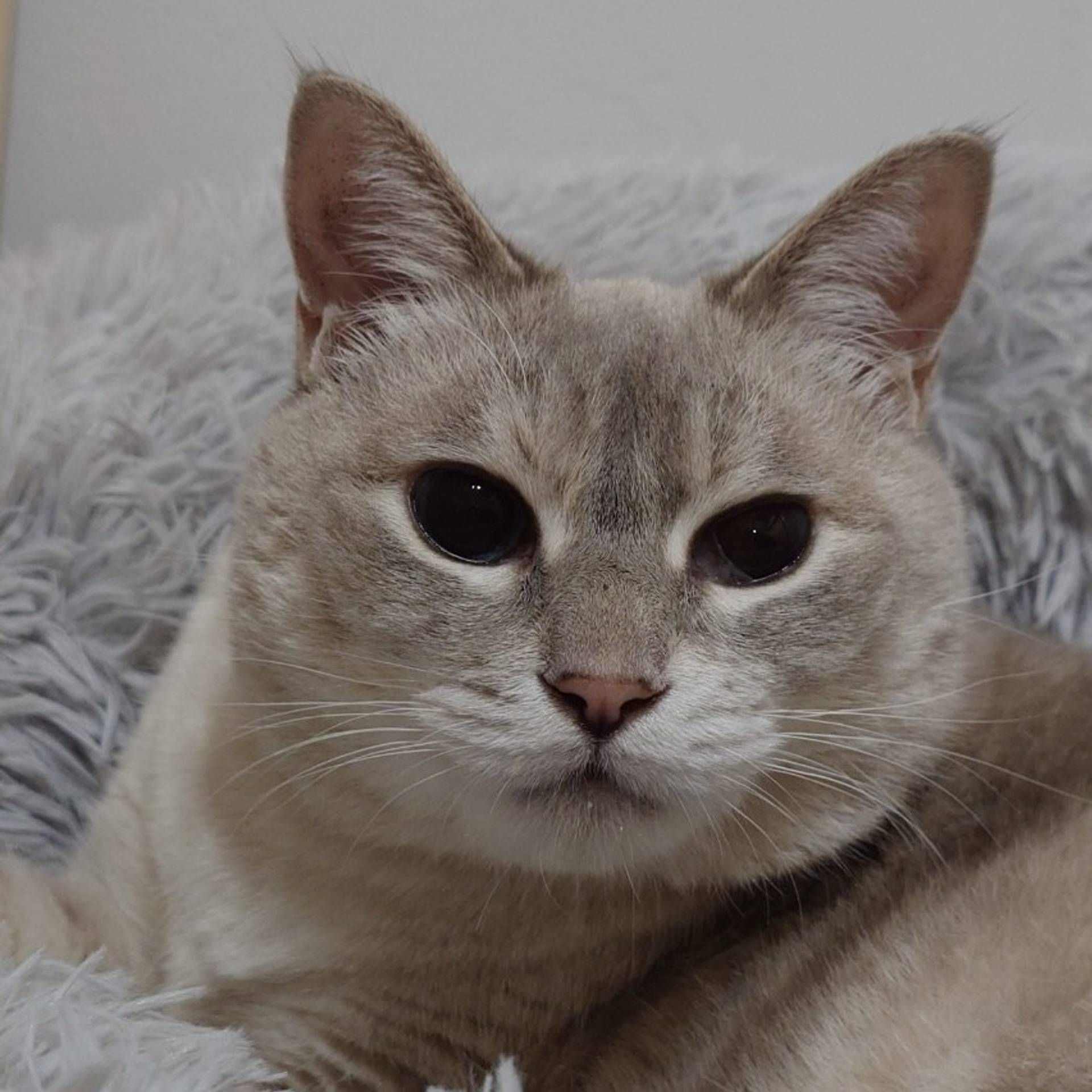 雑種（ミックス猫）・メスの里親募集の写真