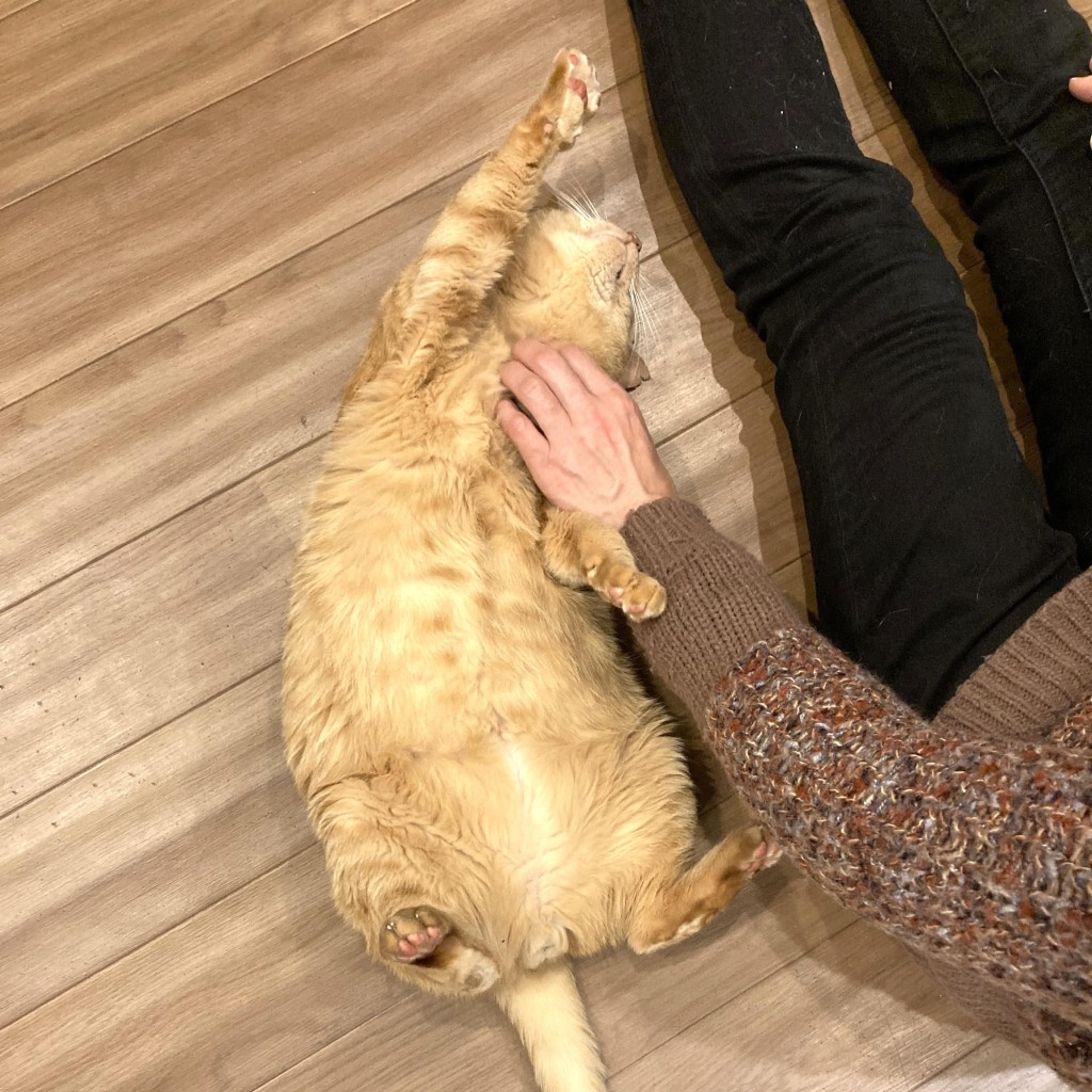 pet-image-2