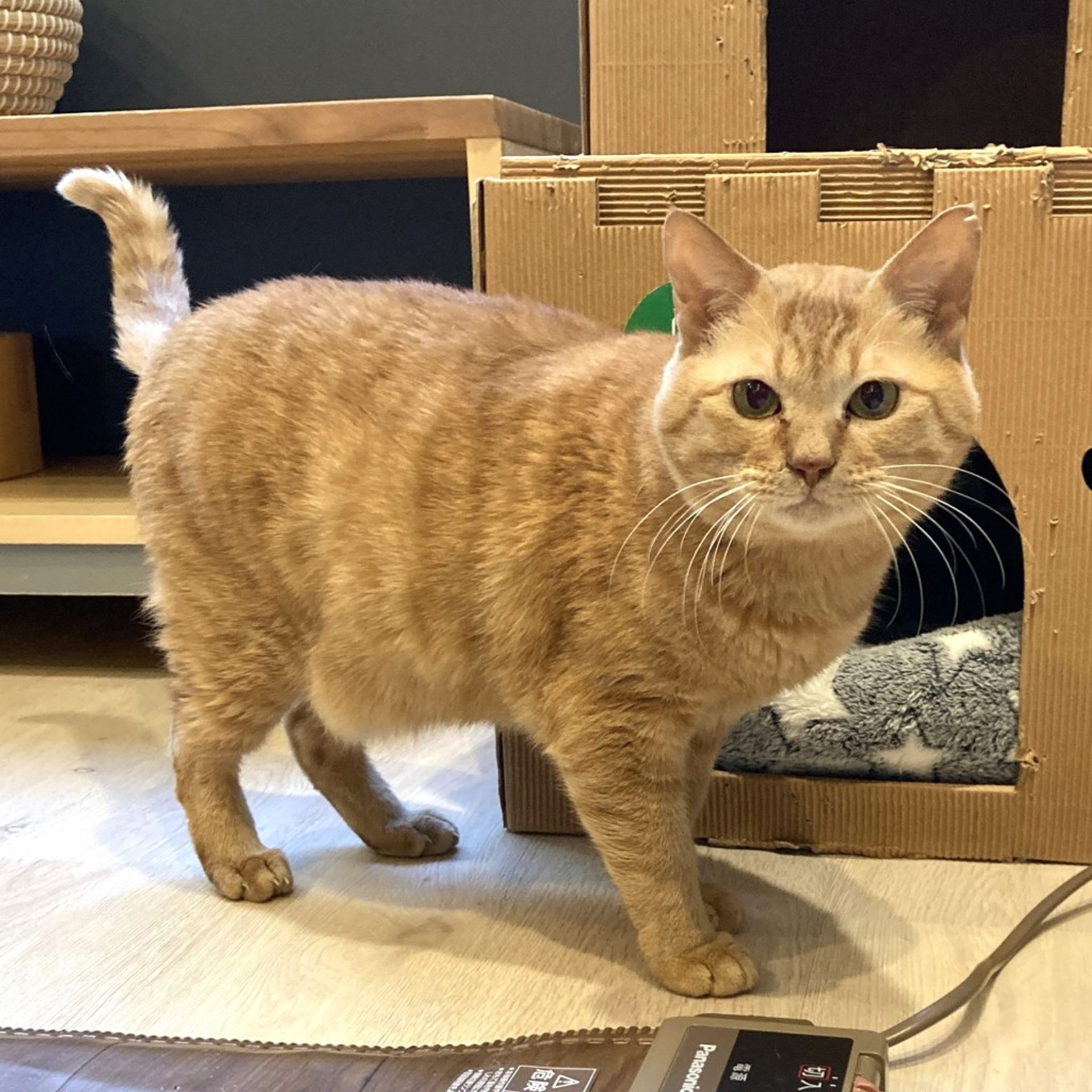 雑種（ミックス猫）・オスの里親募集の写真