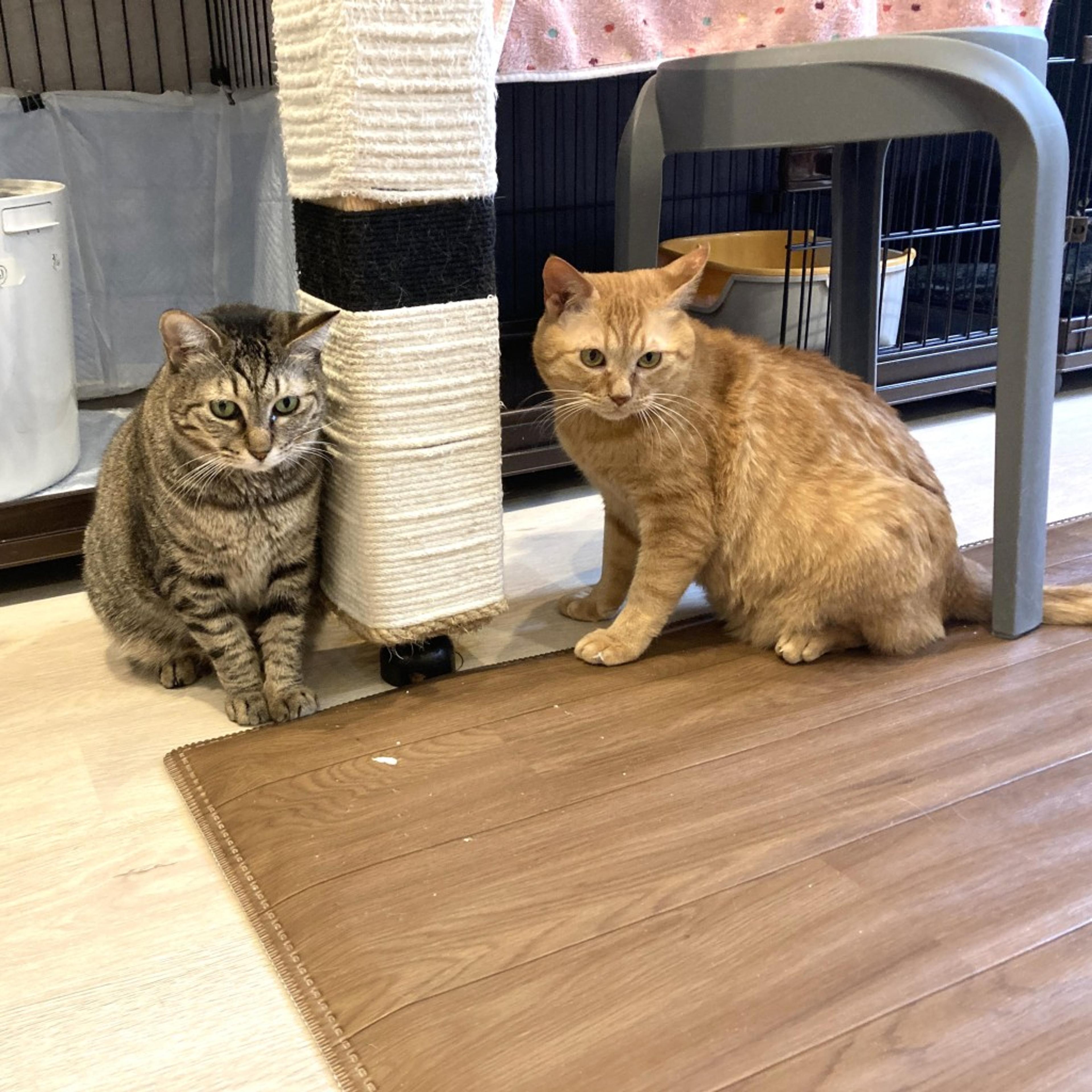 pet-image-3