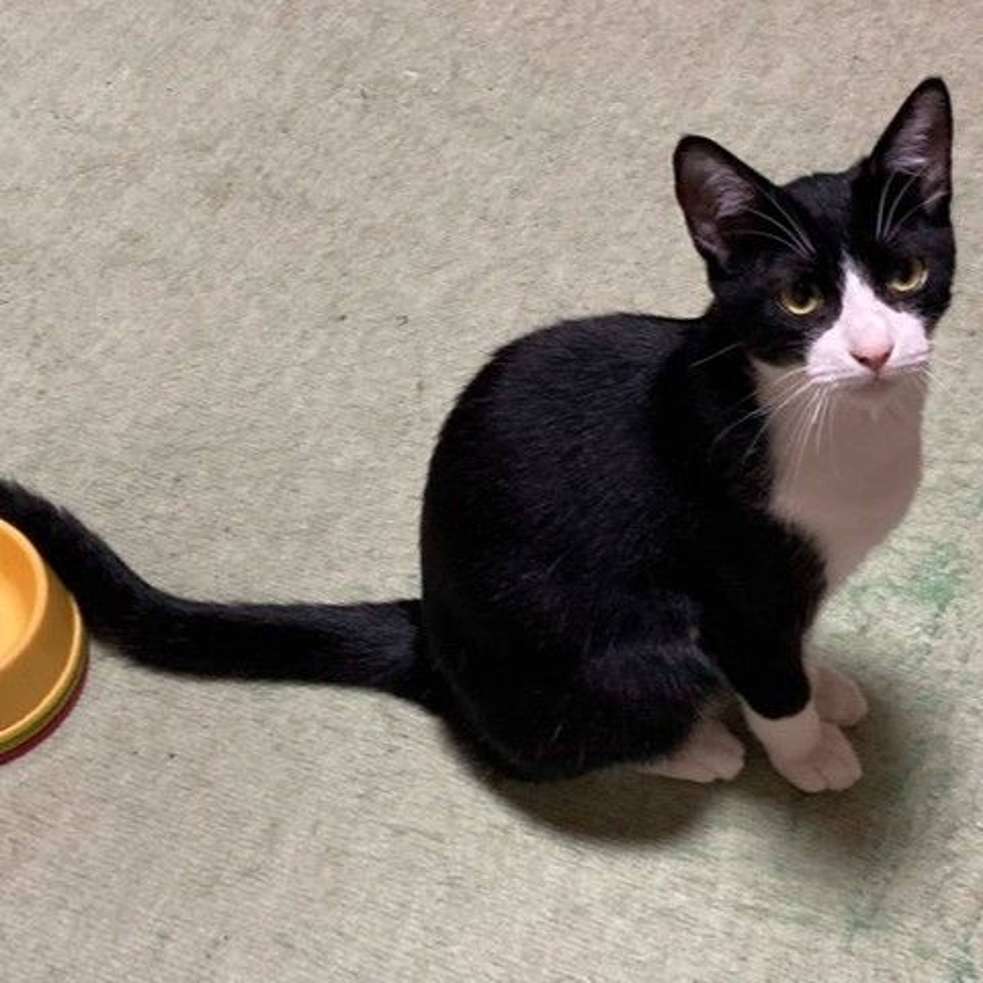 雑種（ミックス猫）・オスの里親募集の写真