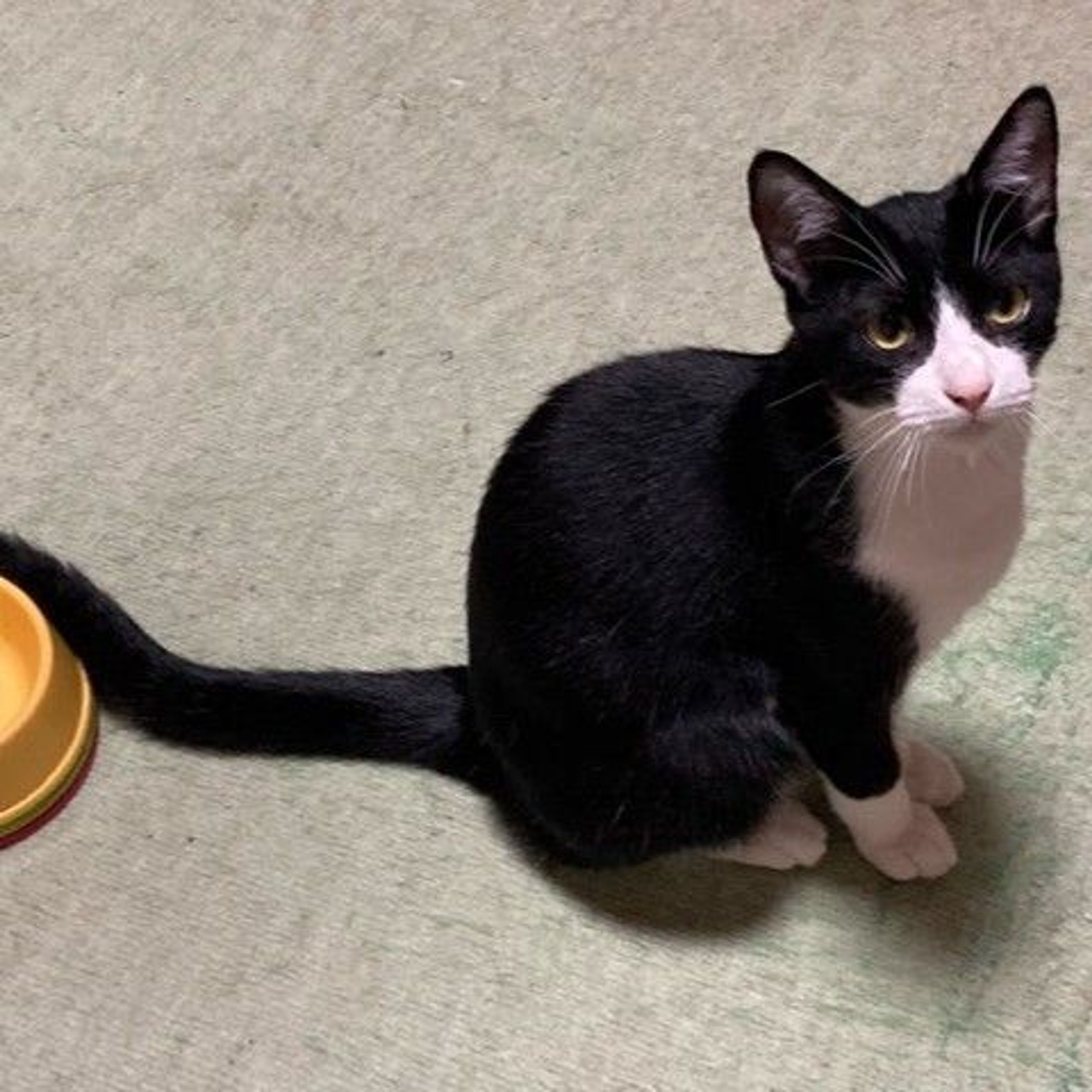 雑種（ミックス猫）・オスの里親募集の写真