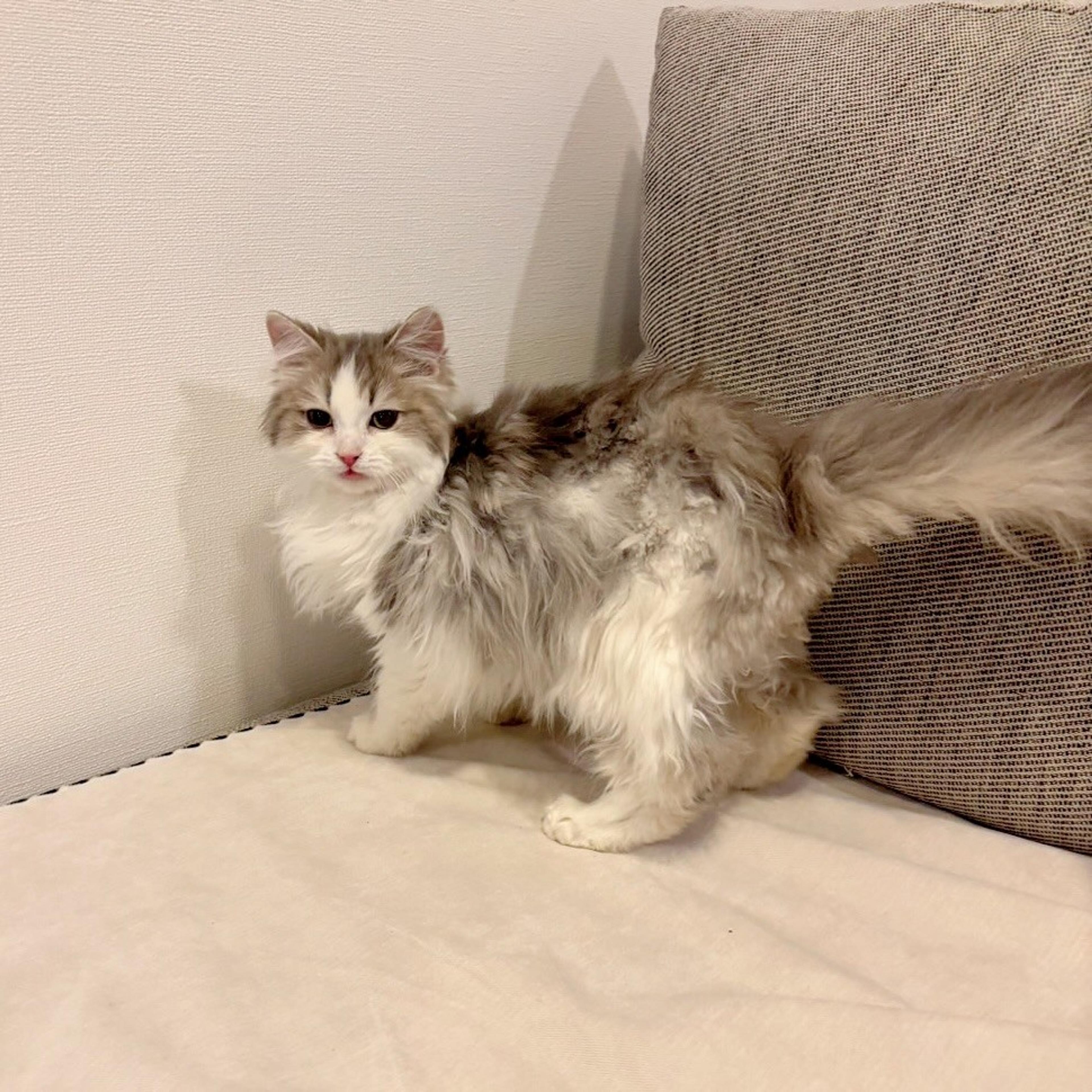 pet-image-5