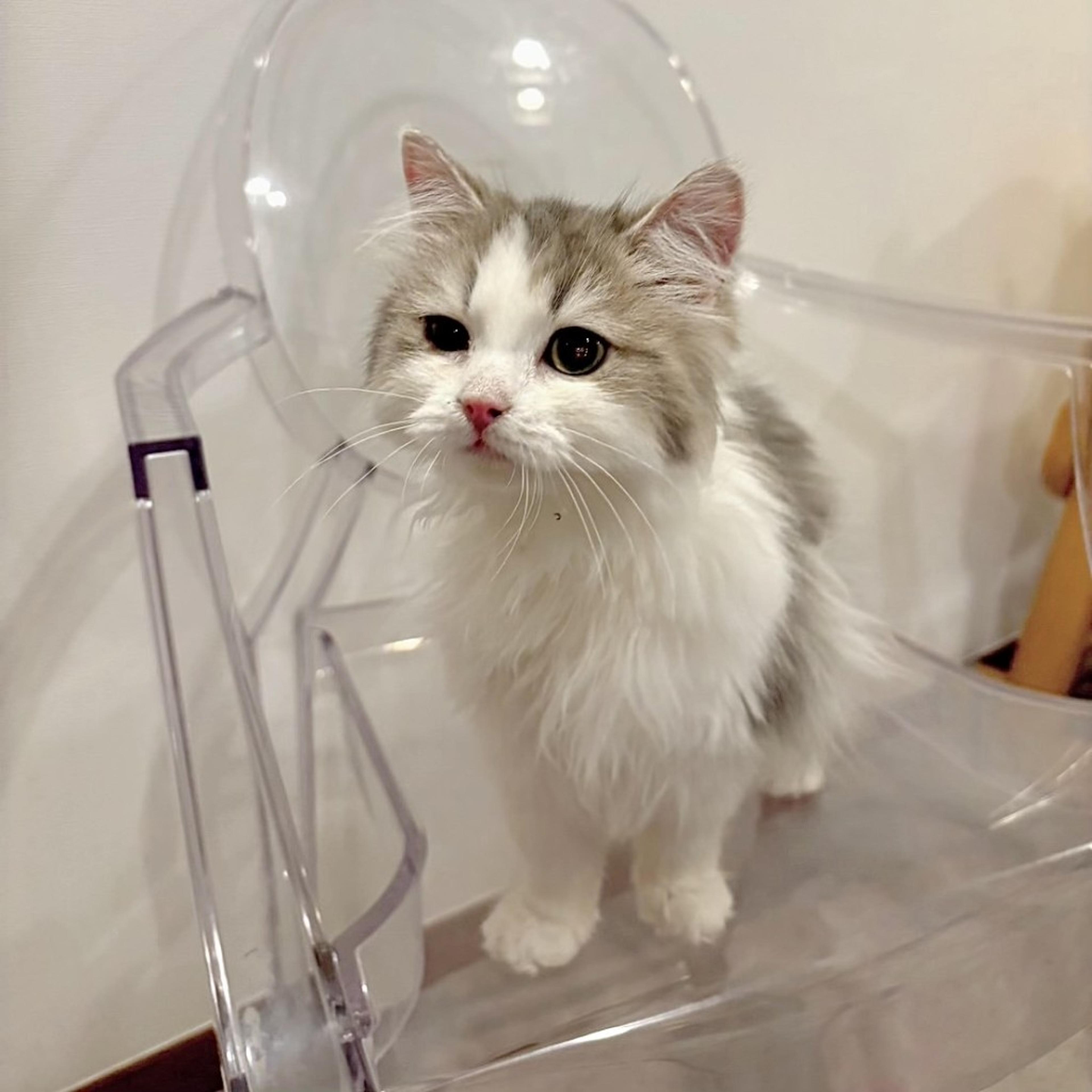 pet-image-2