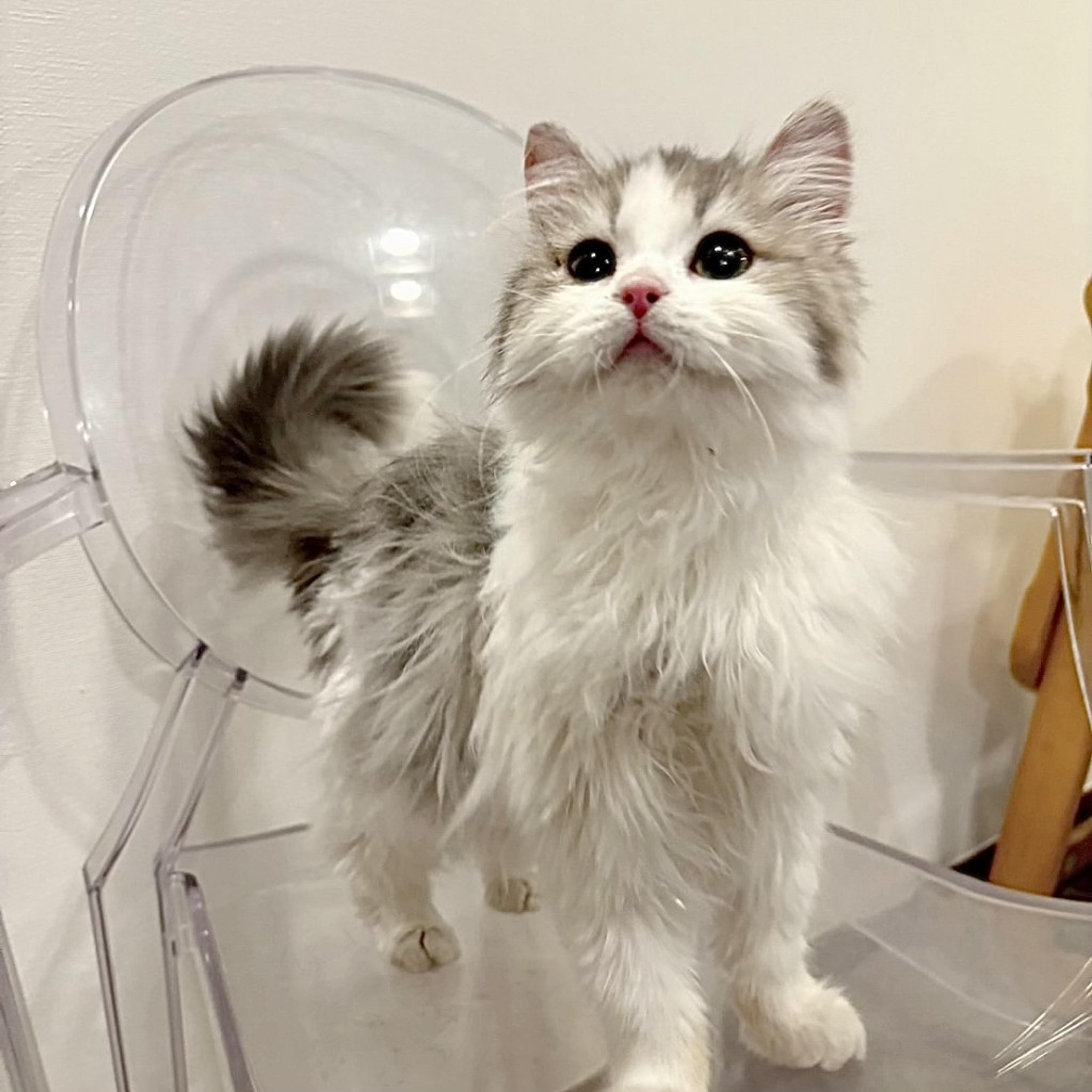 pet-image-3