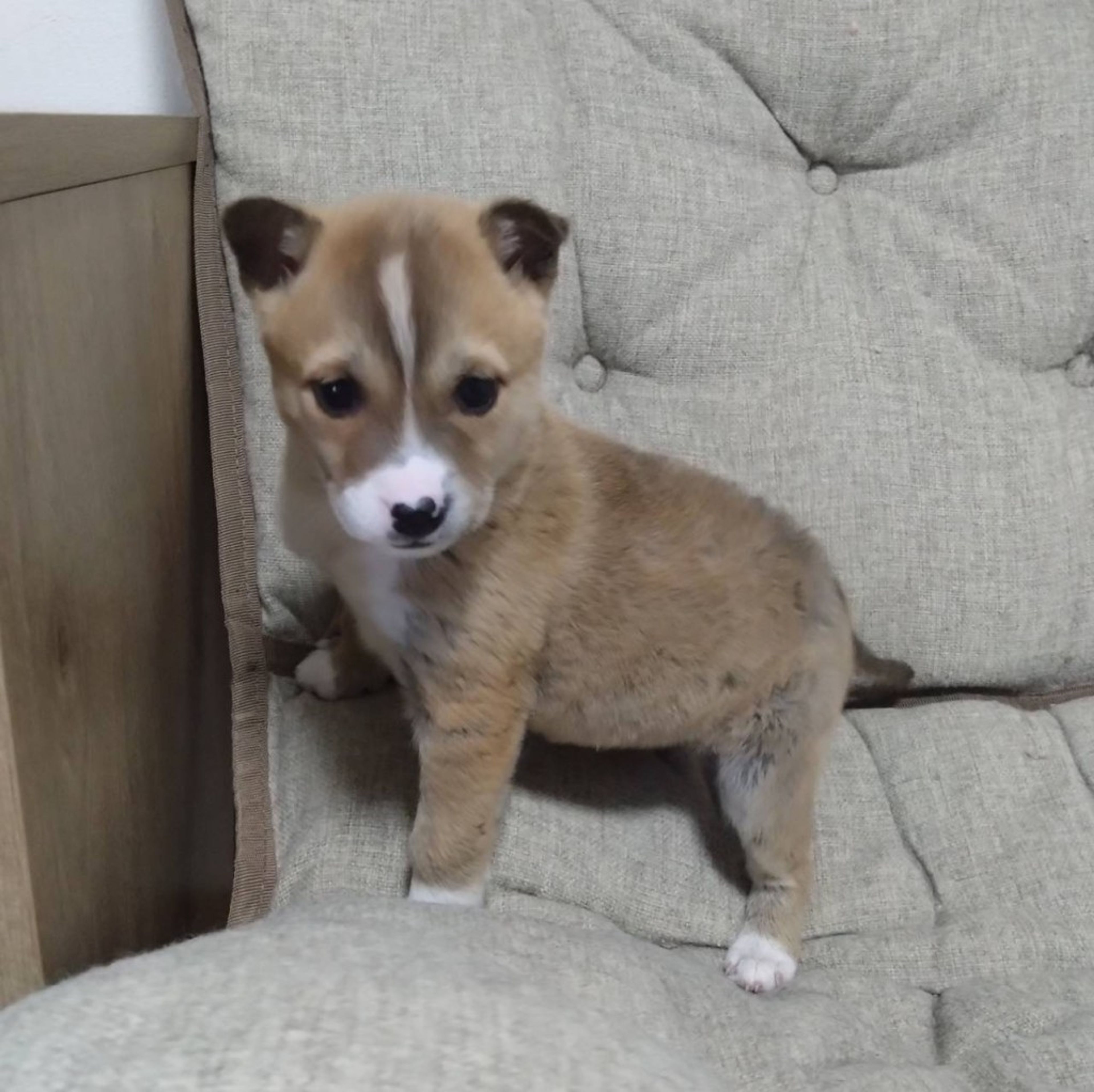 pet-image-3