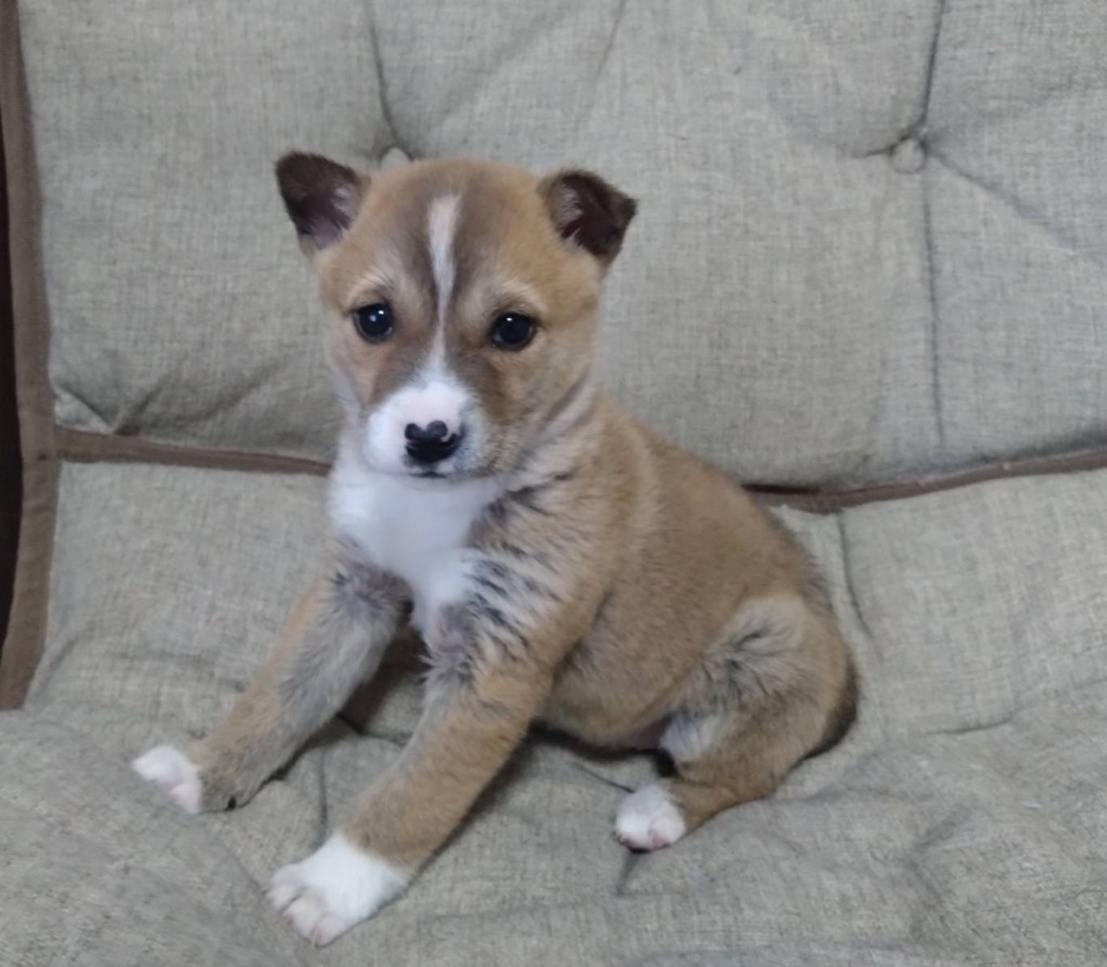 雑種（ミックス犬）・メスの里親募集の写真