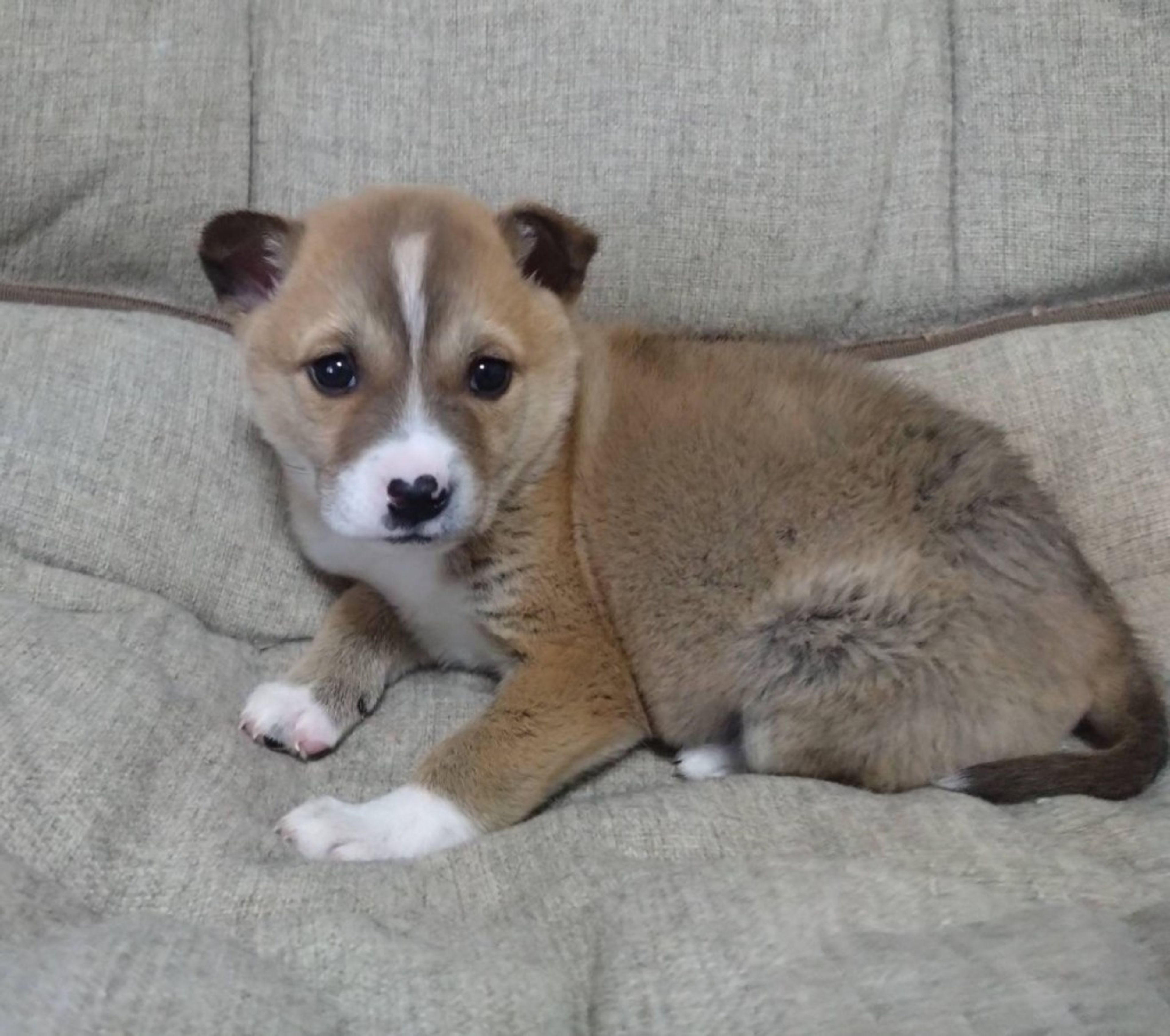 pet-image-2