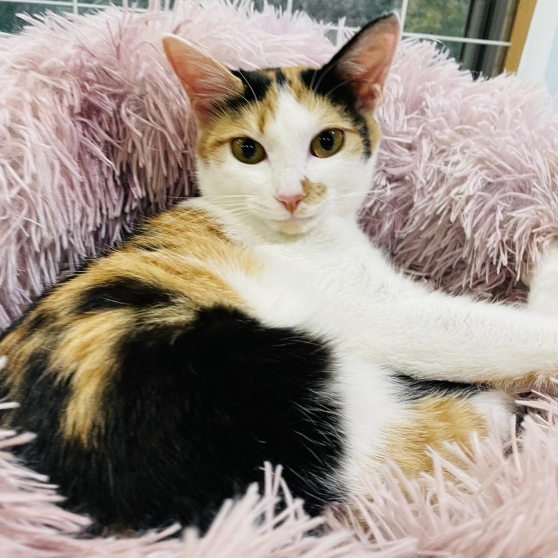 pet-image-9