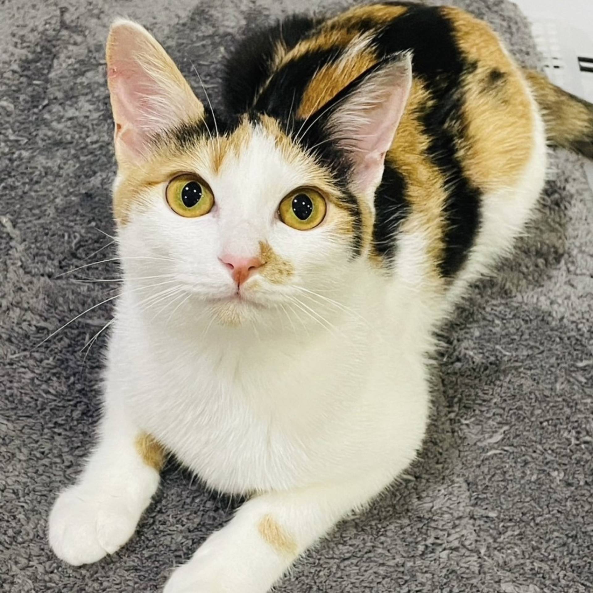 雑種（ミックス猫）・メスの里親募集の写真