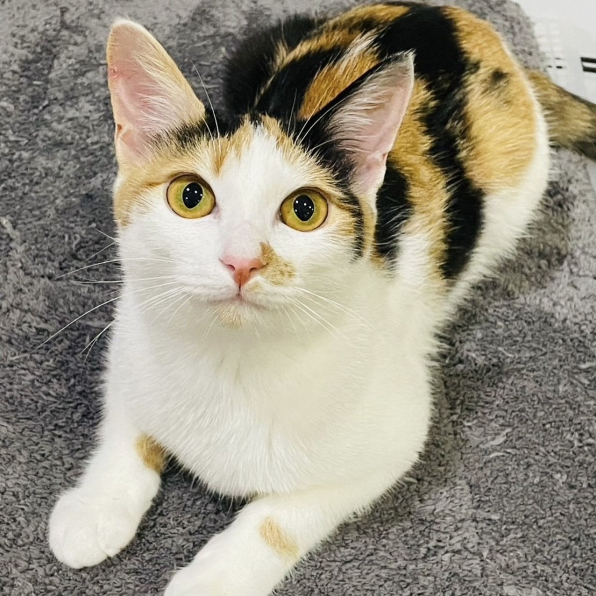 雑種（ミックス猫）・メスの里親募集の写真