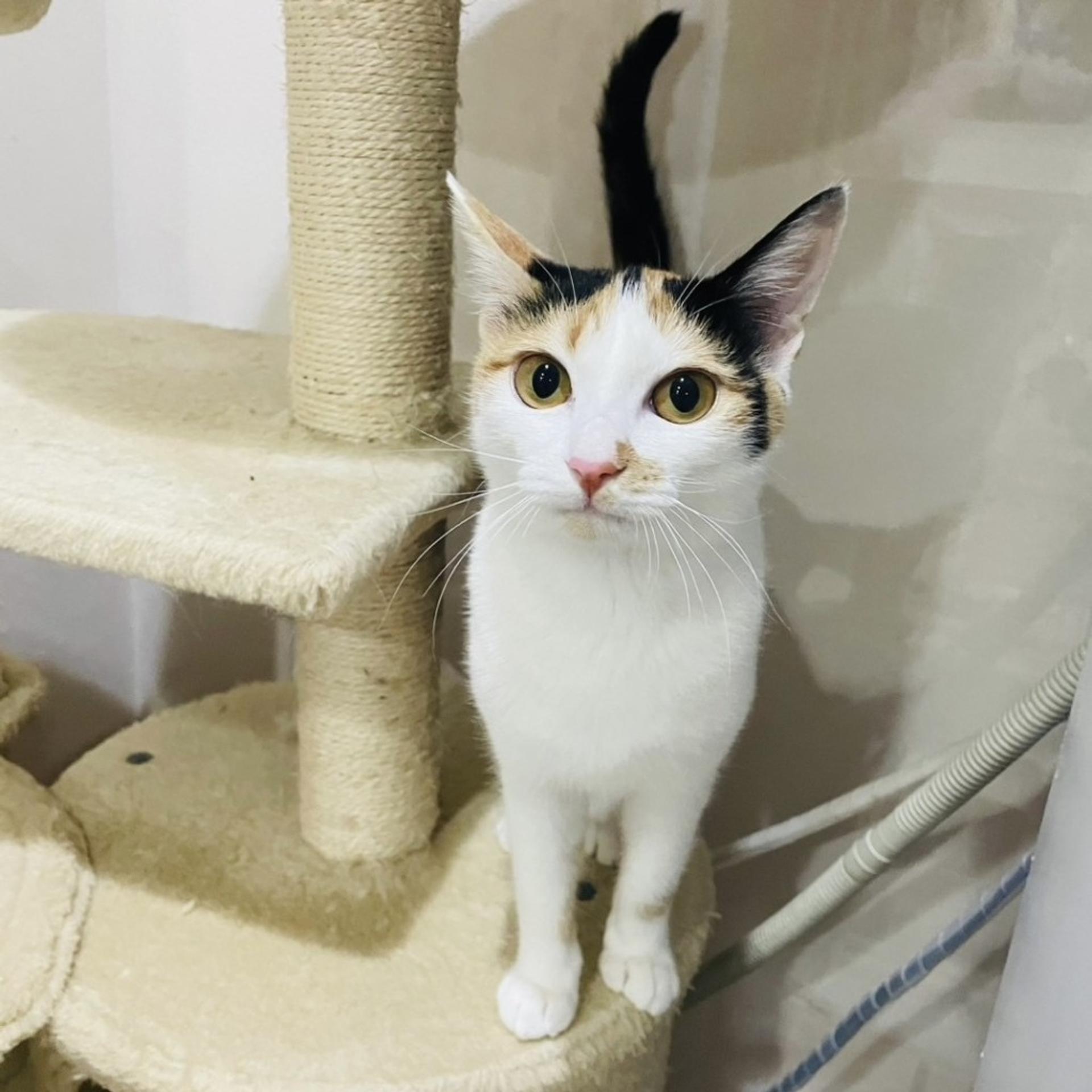 pet-image-3