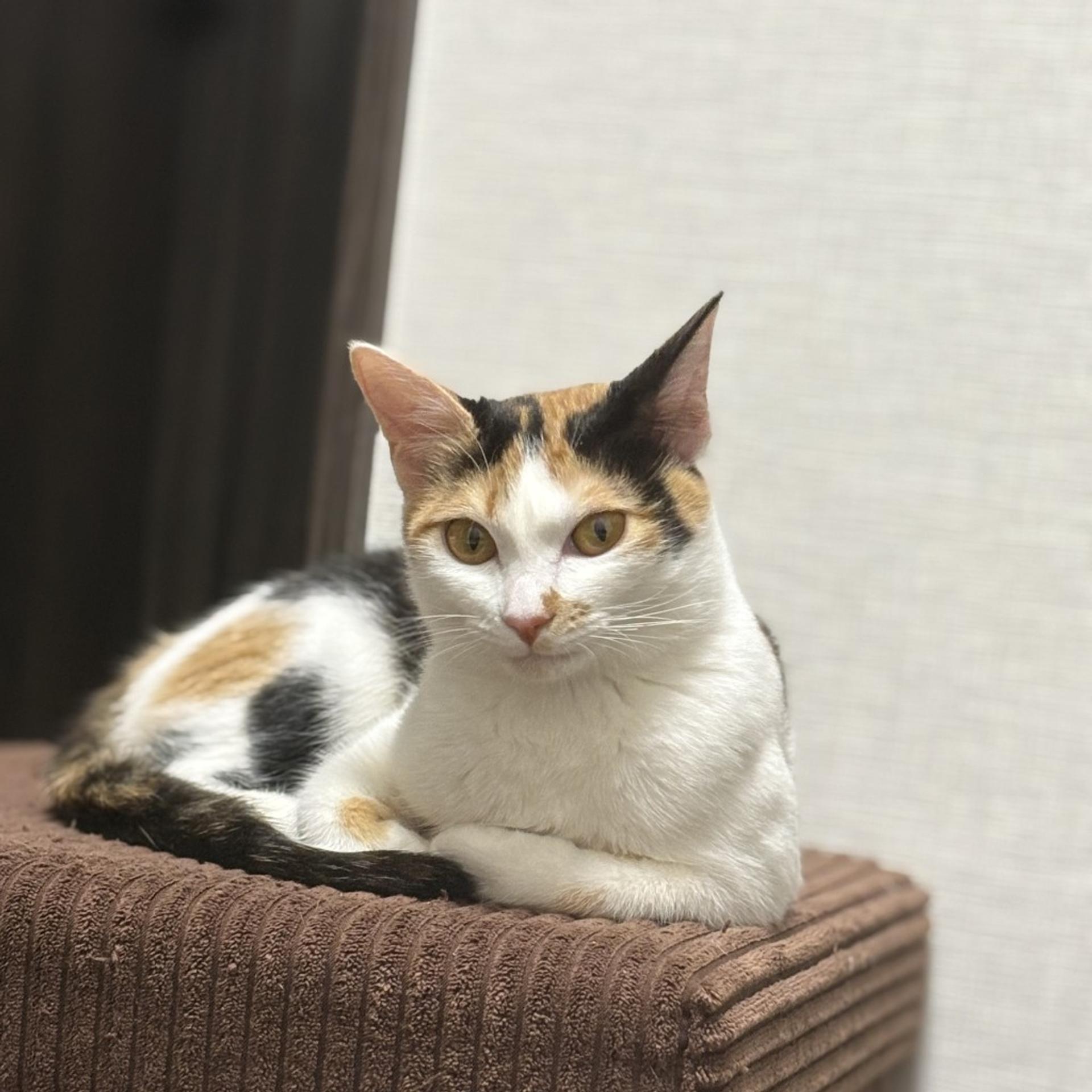 pet-image-4