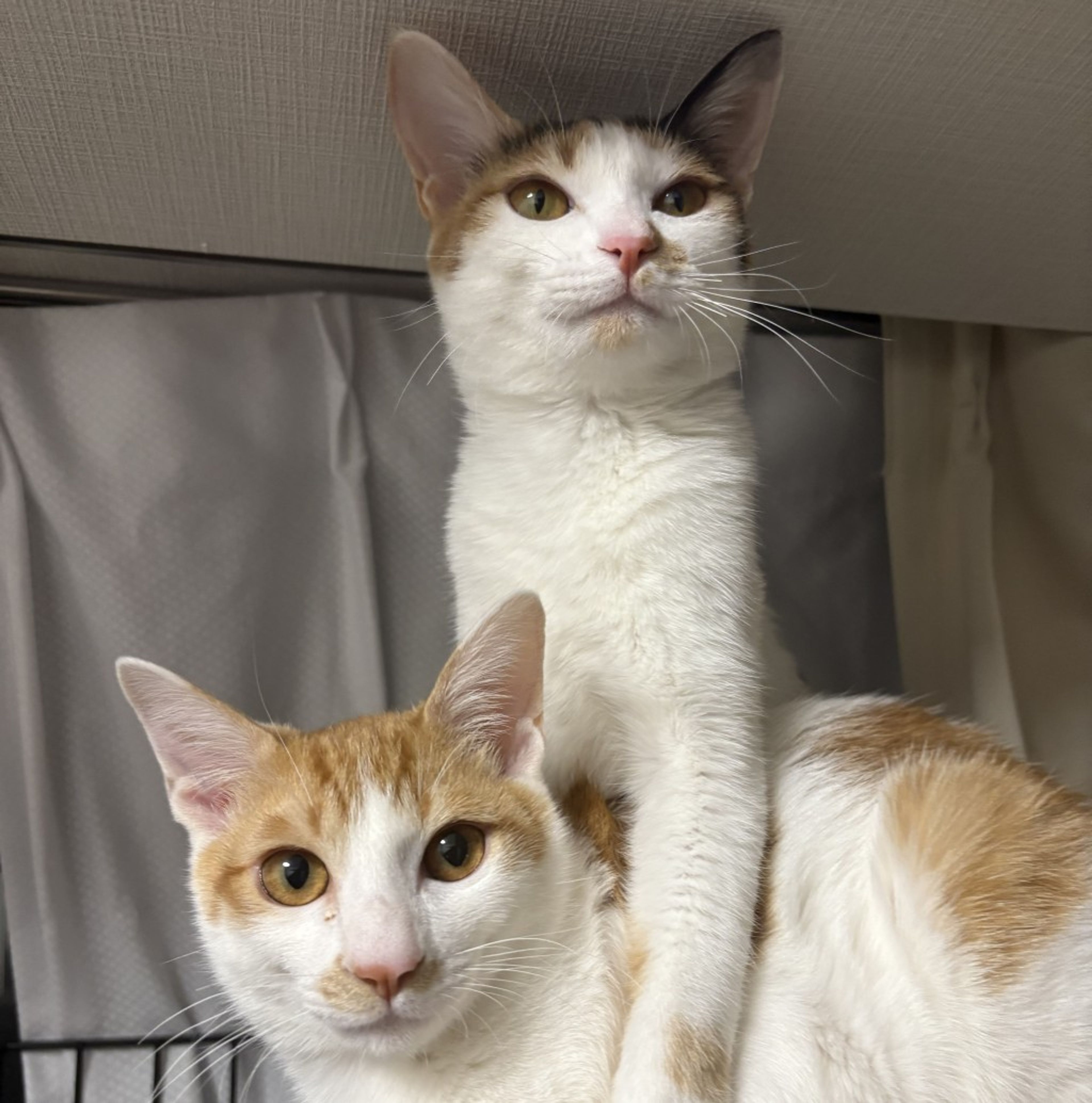pet-image-10