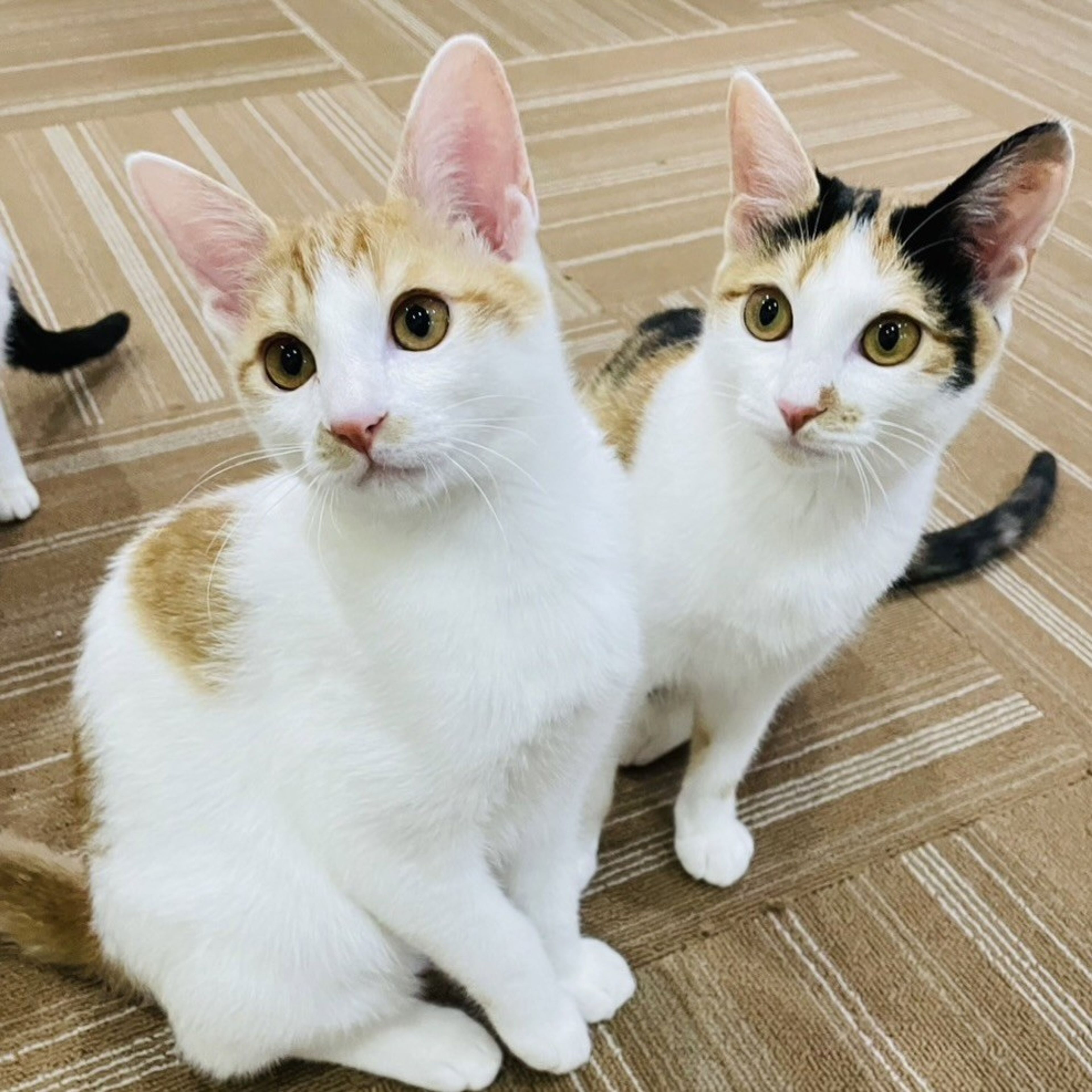 pet-image-3