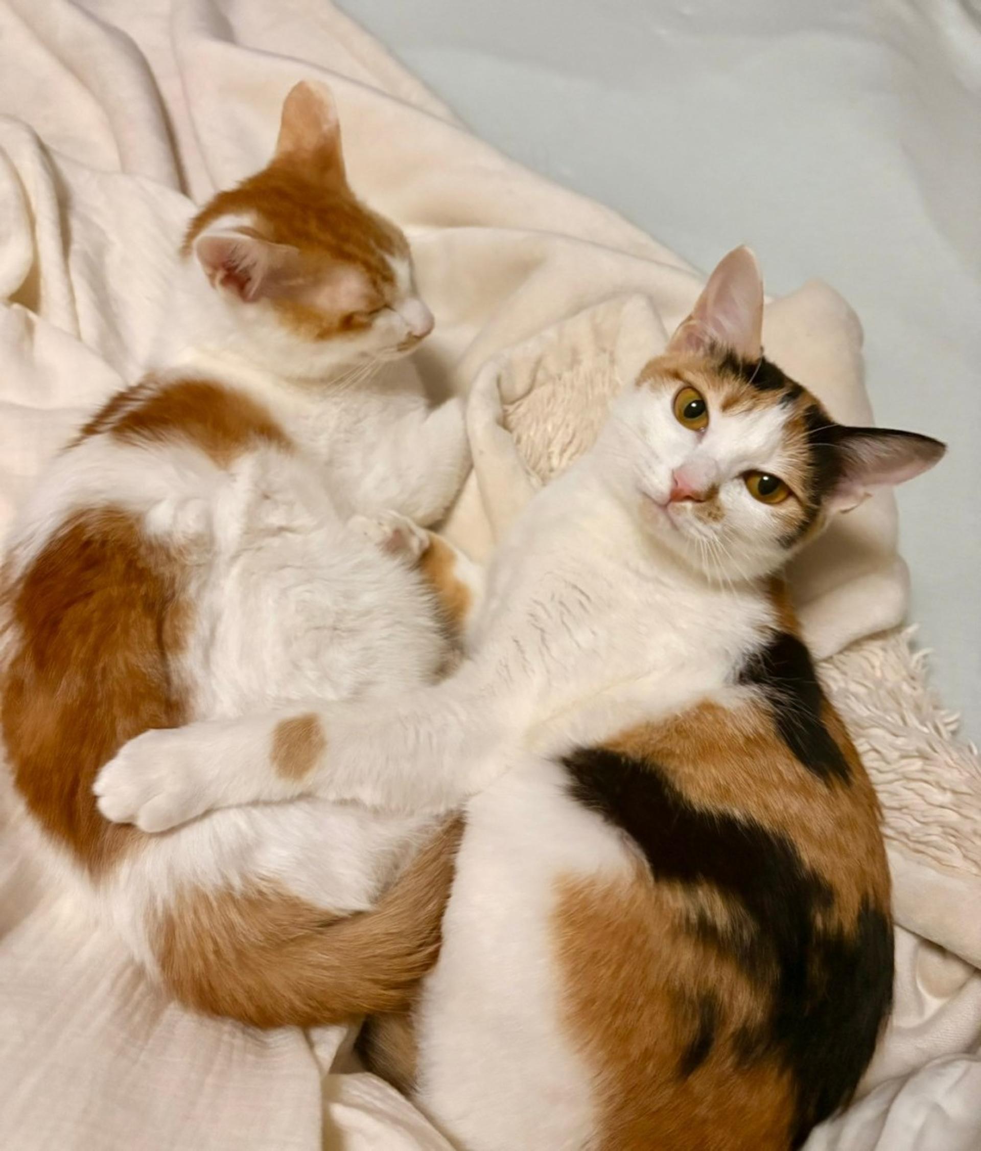 pet-image-4