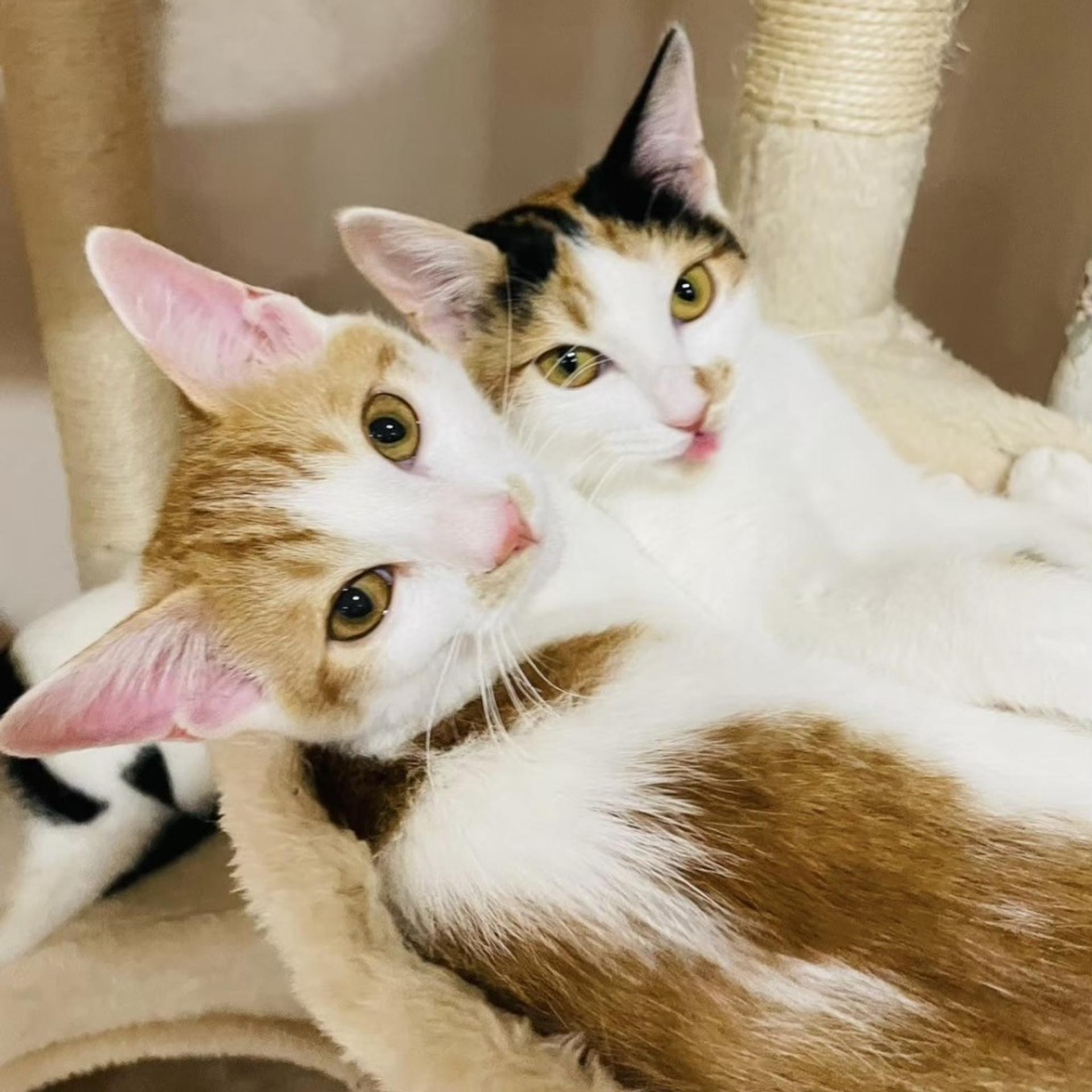 pet-image-5