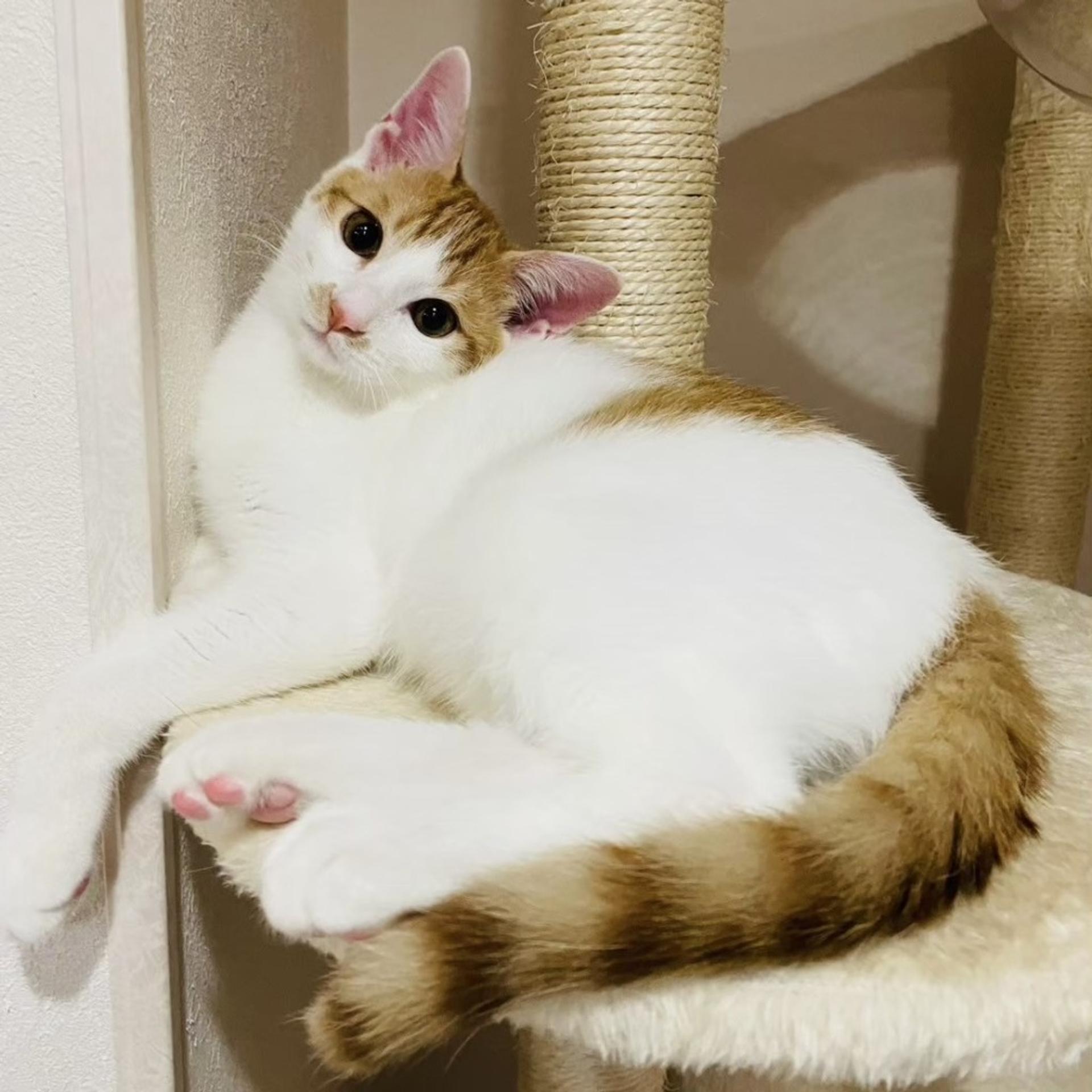 pet-image-7