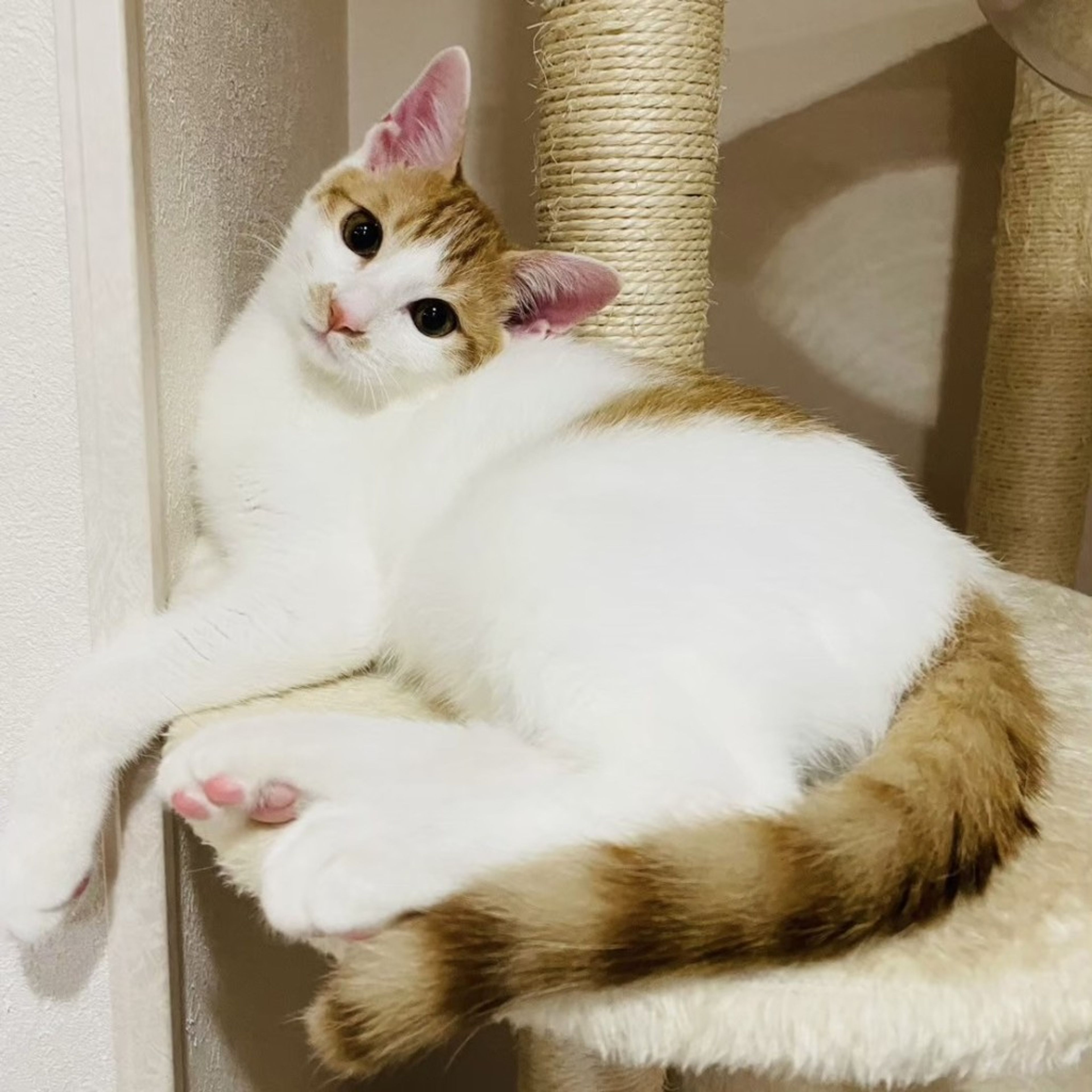 pet-image-7