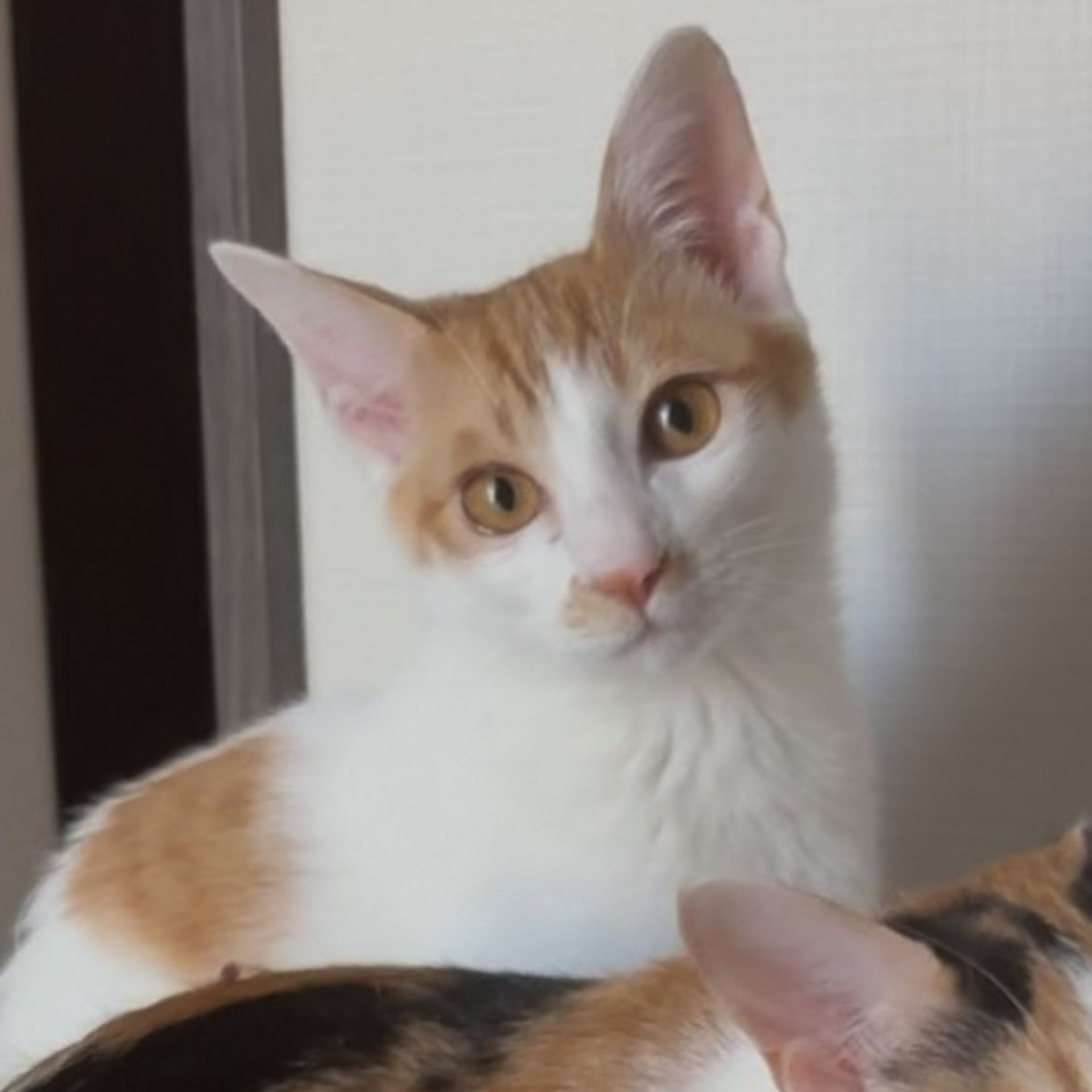 雑種（ミックス猫）・オスの里親募集の写真