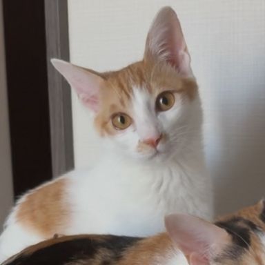 こなすの写真