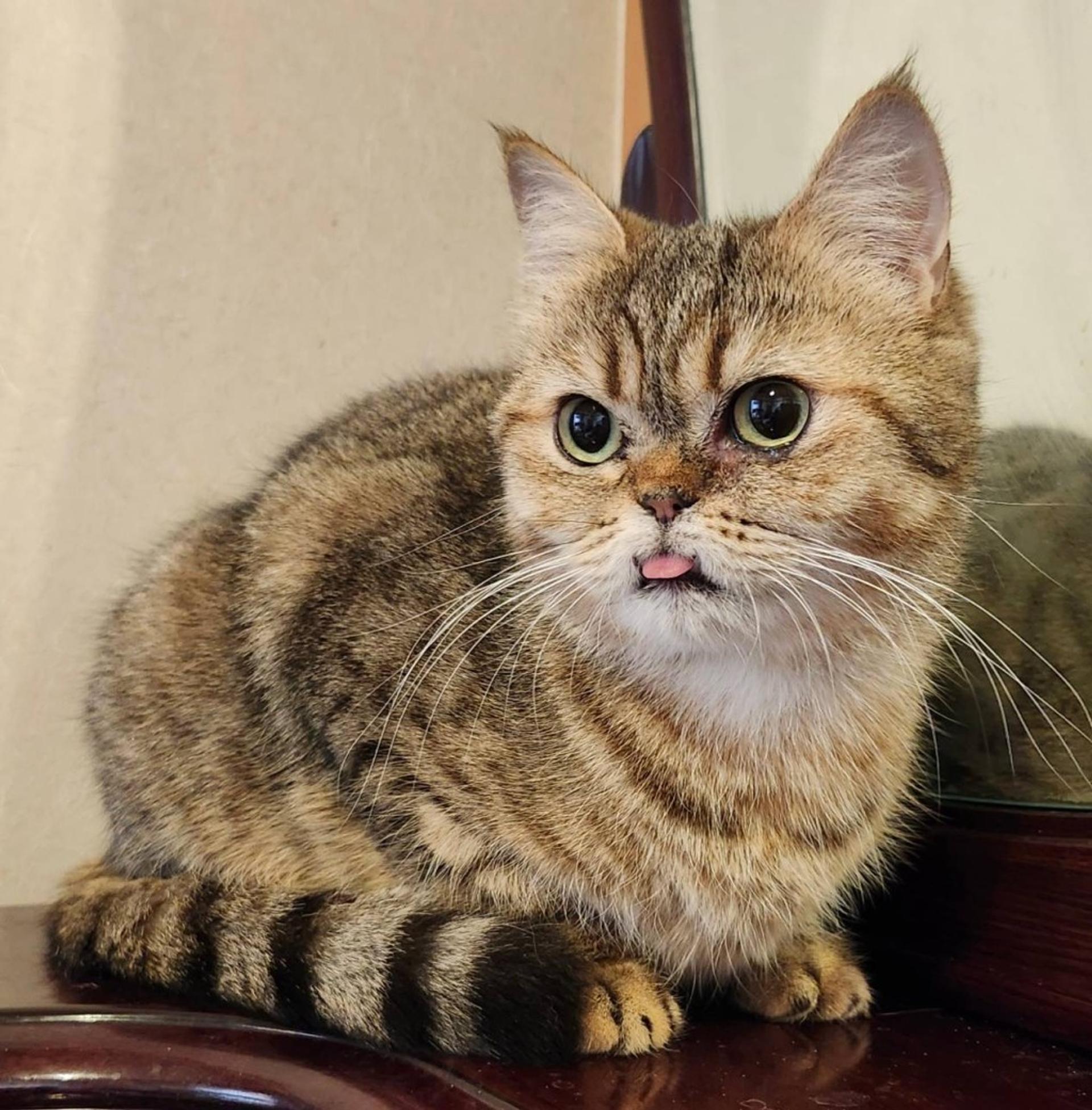 pet-image-2
