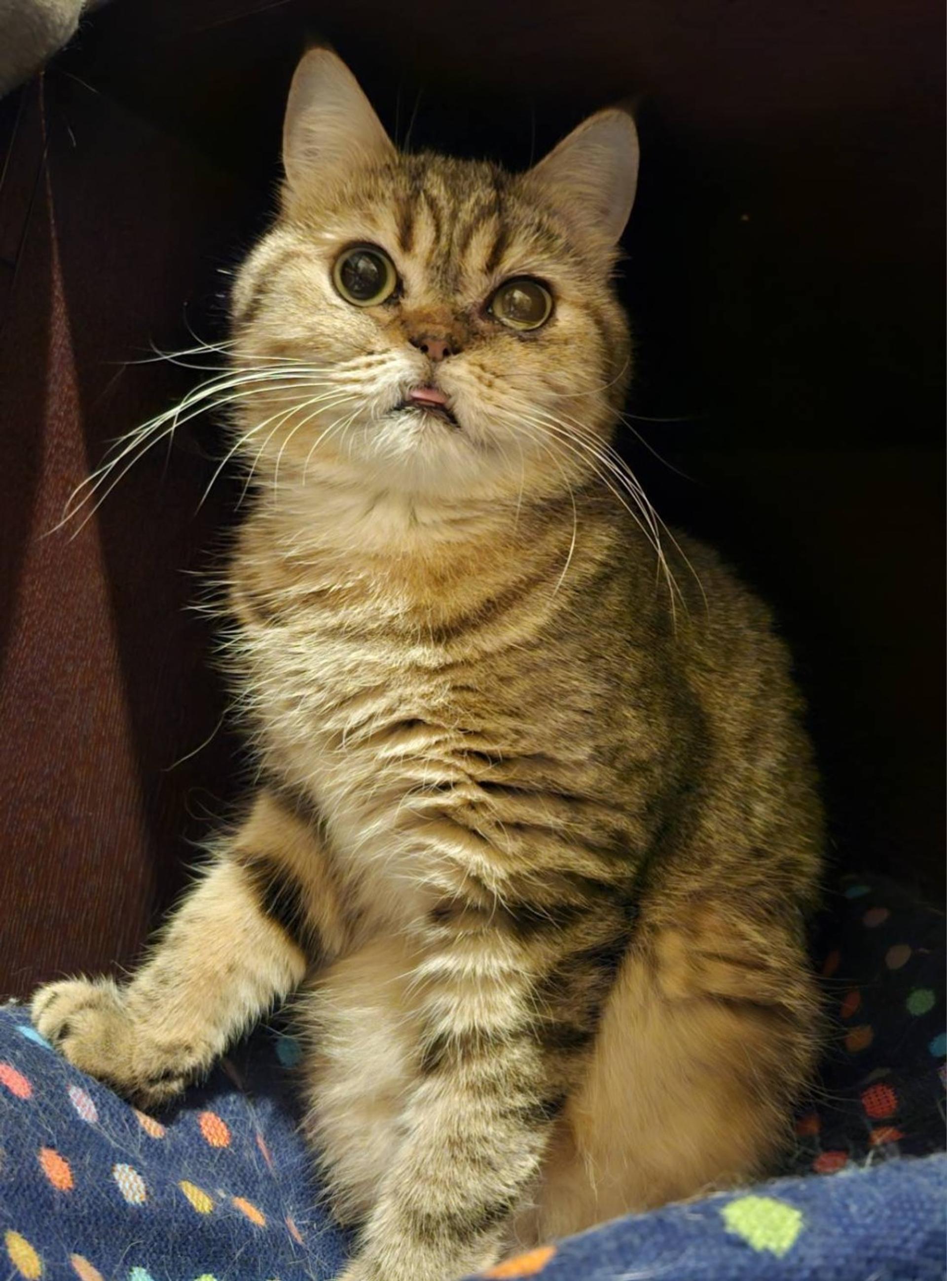 pet-image-3