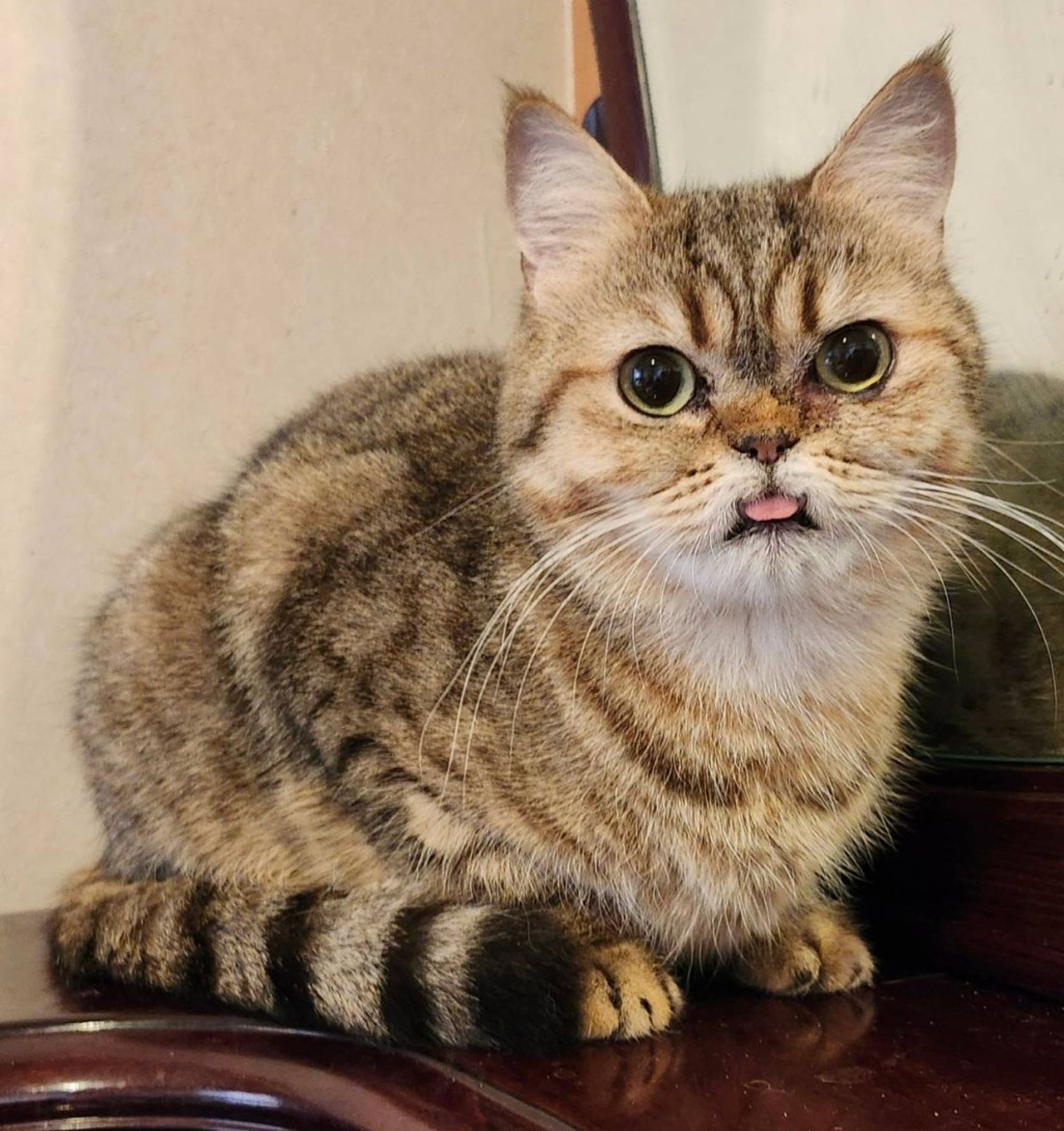 スコティッシュフォールド・メスの里親募集の写真
