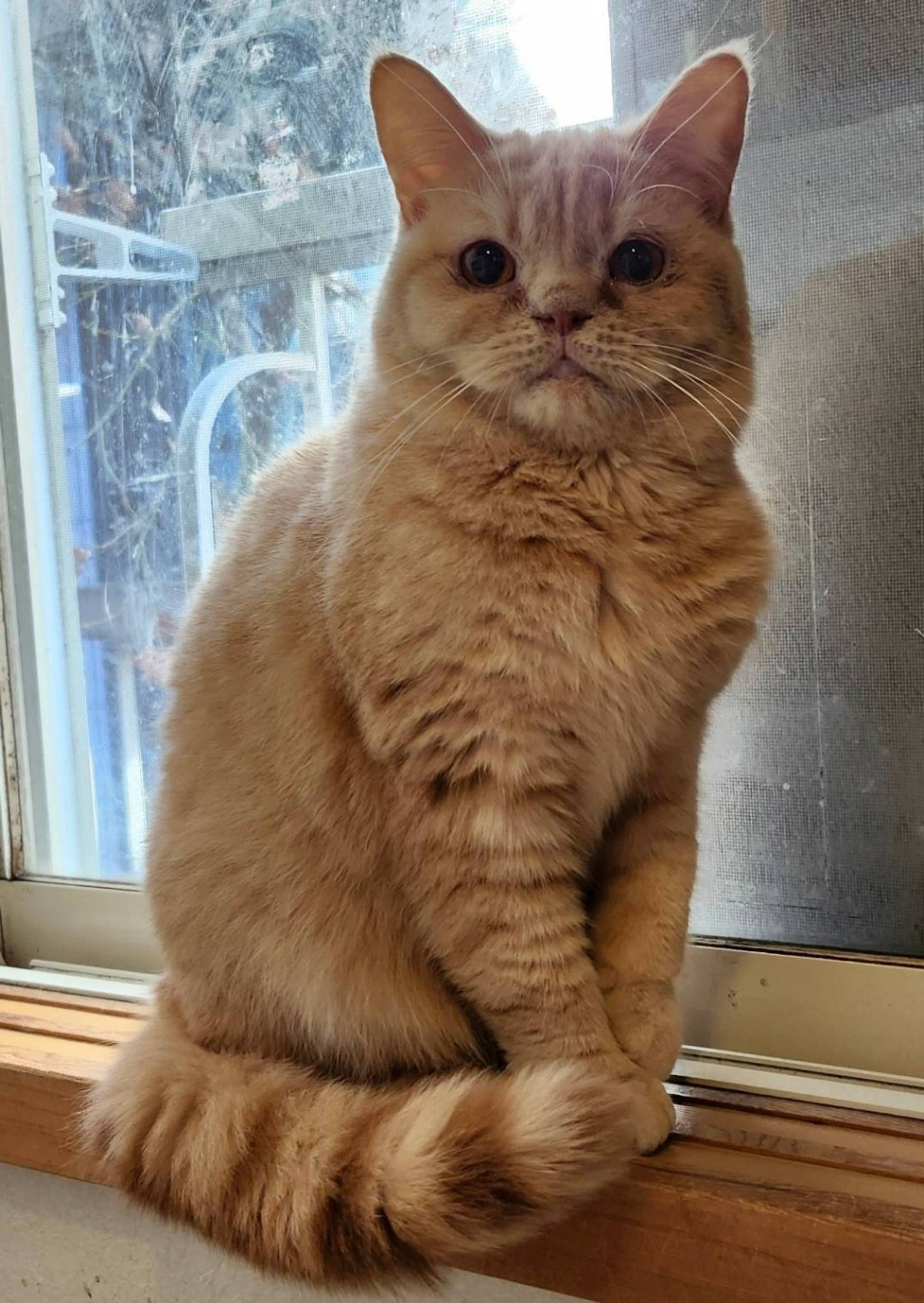 スコティッシュフォールド・オスの里親募集の写真