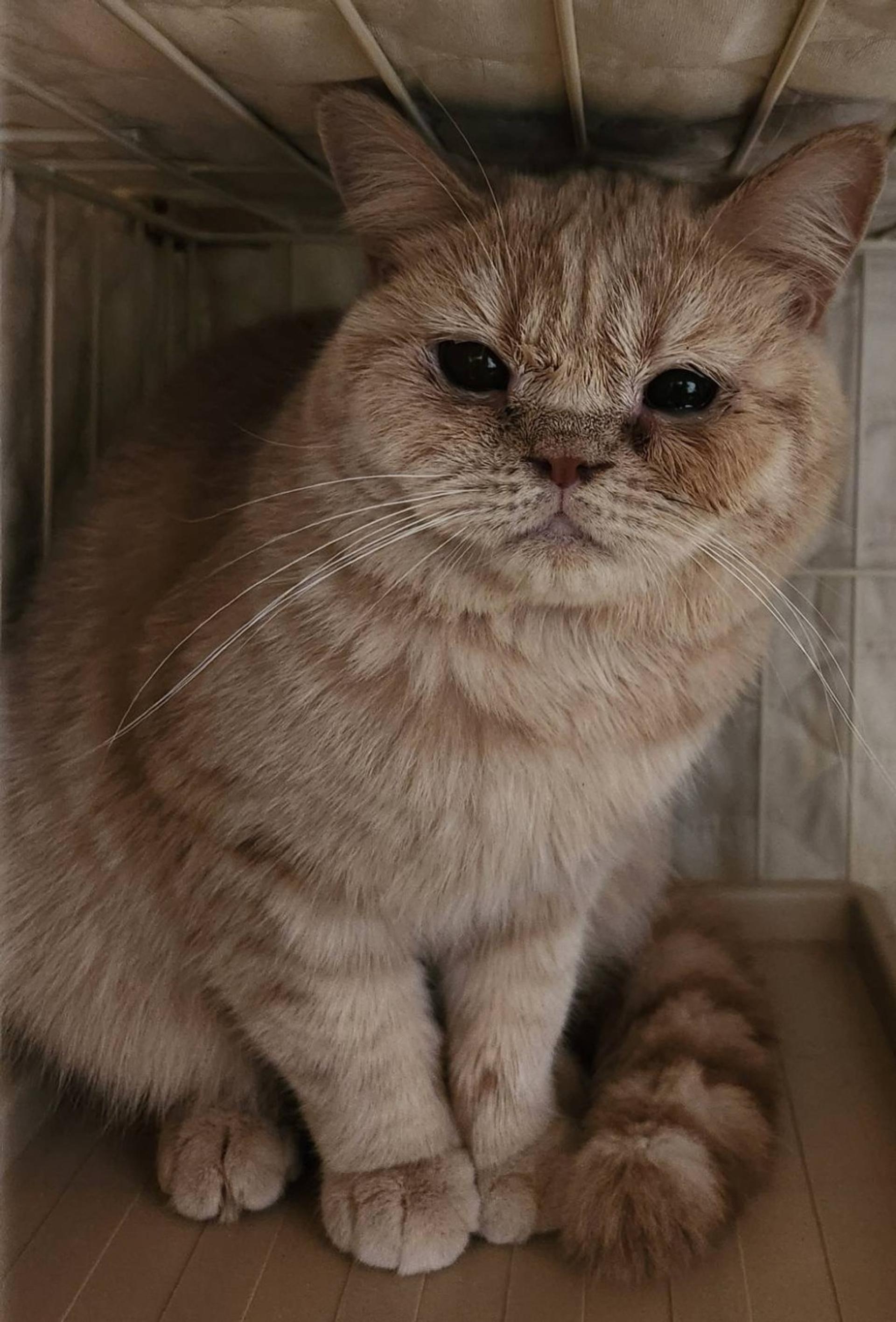 pet-image-2