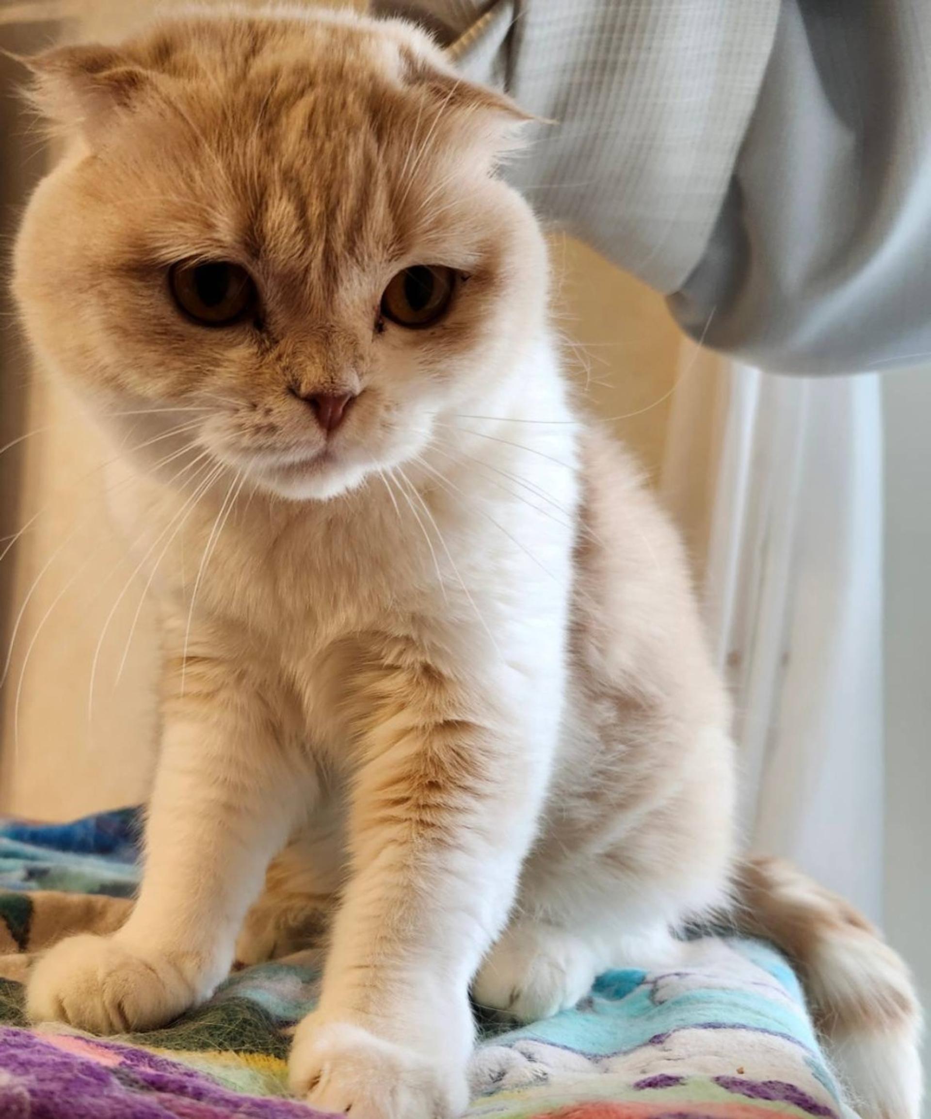 pet-image-2