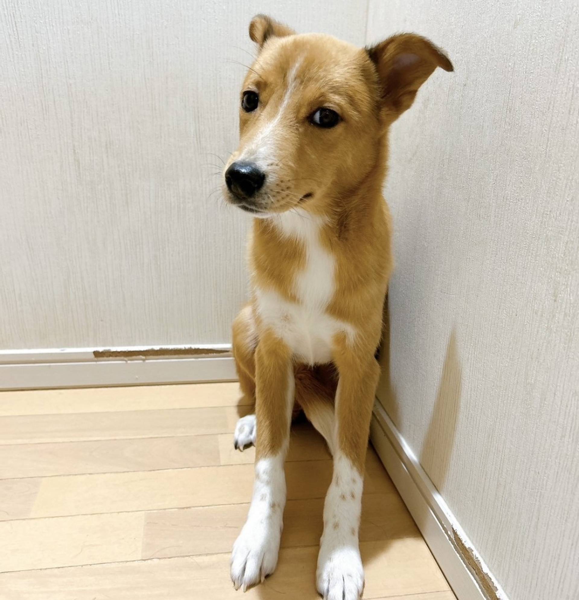 雑種（ミックス犬）・メスの里親募集の写真