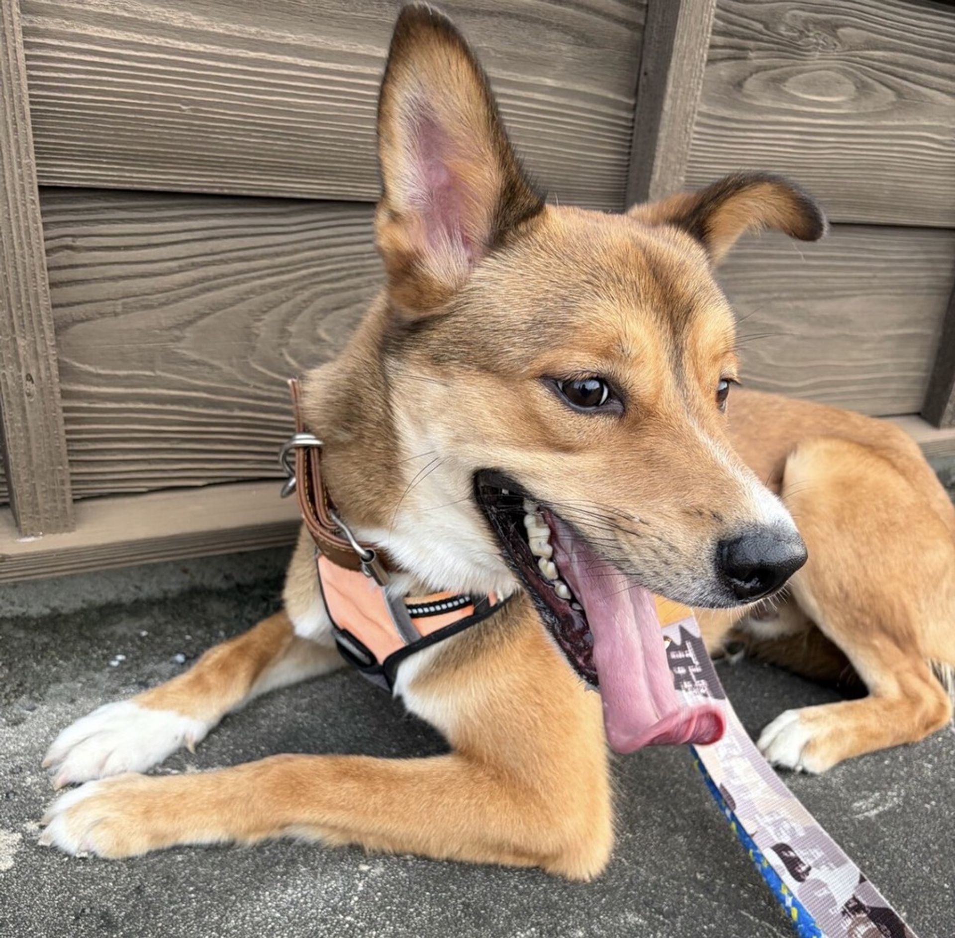 雑種（ミックス犬）・オスの里親募集の写真