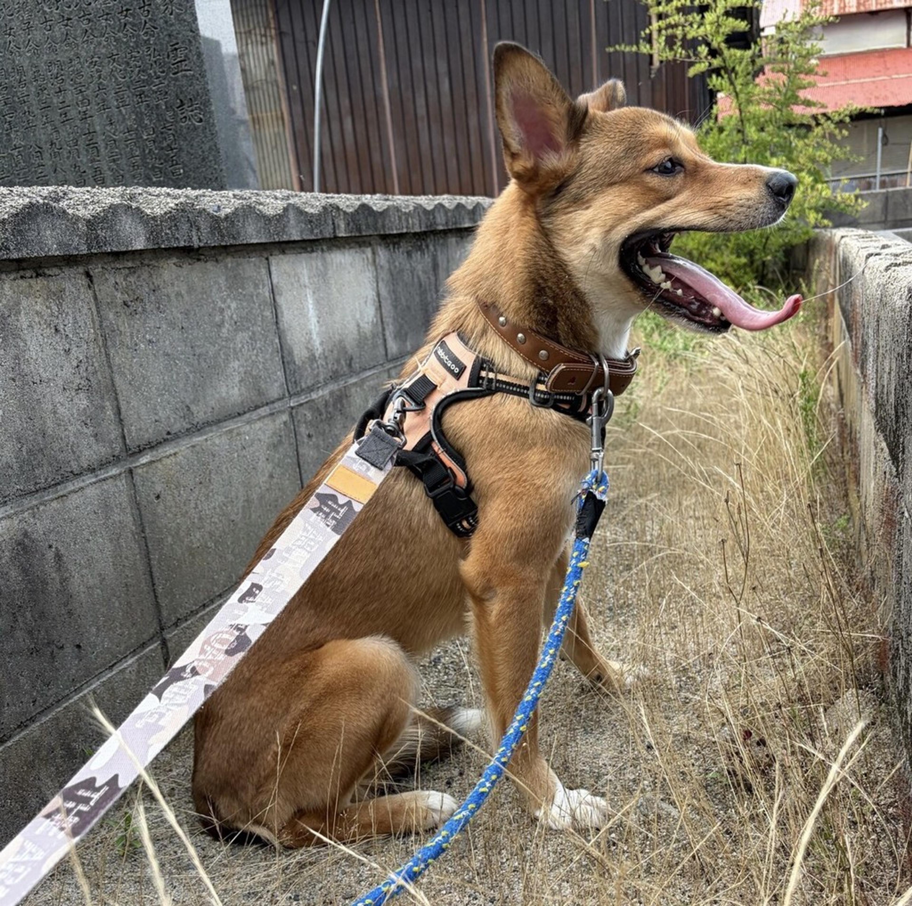 pet-image-3