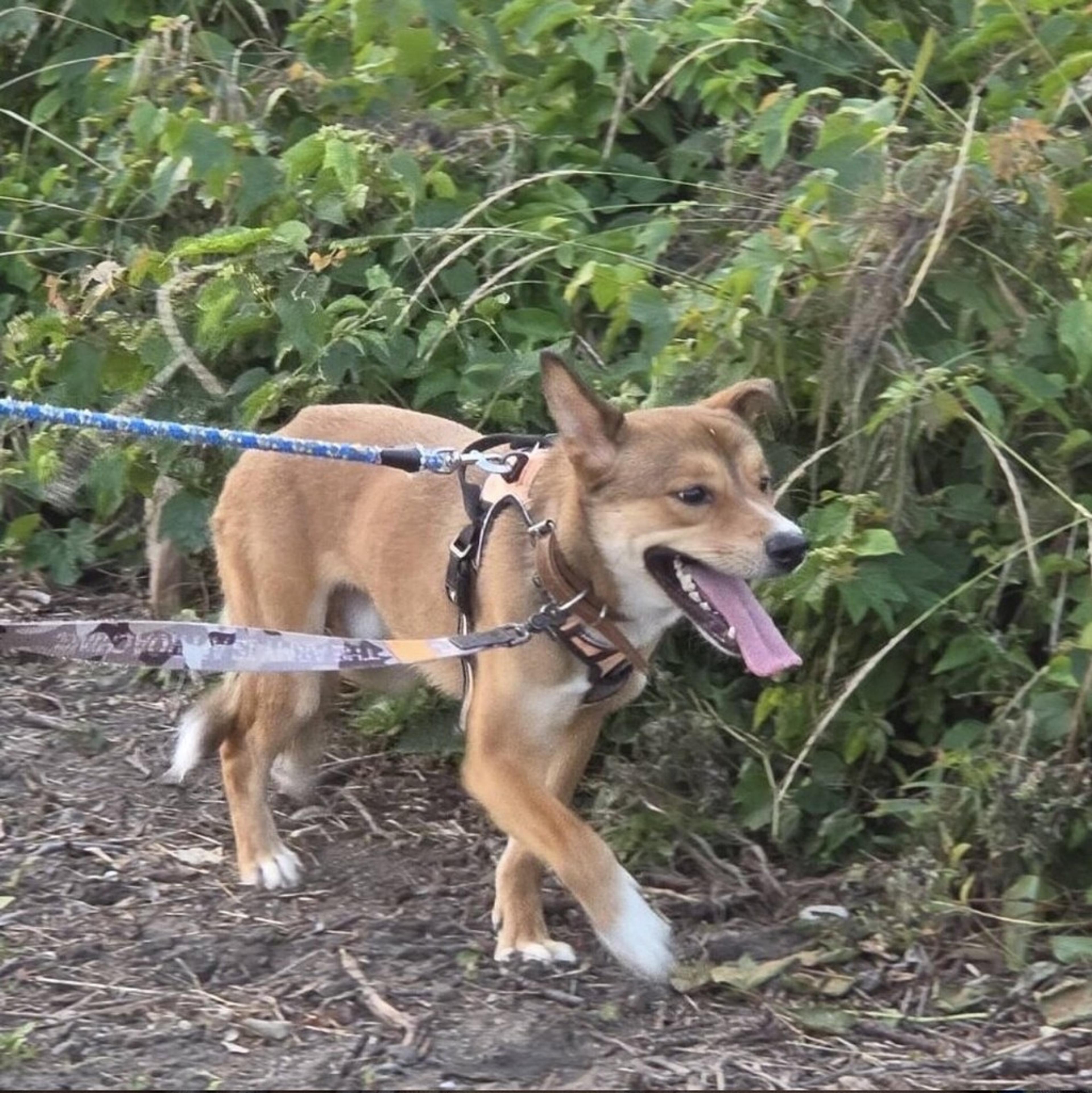 pet-image-4