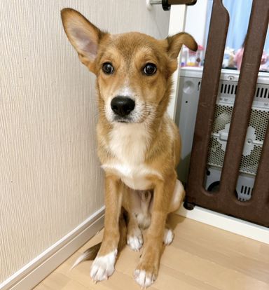 コア