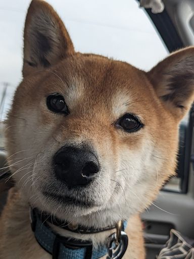 柴犬 いなりの写真