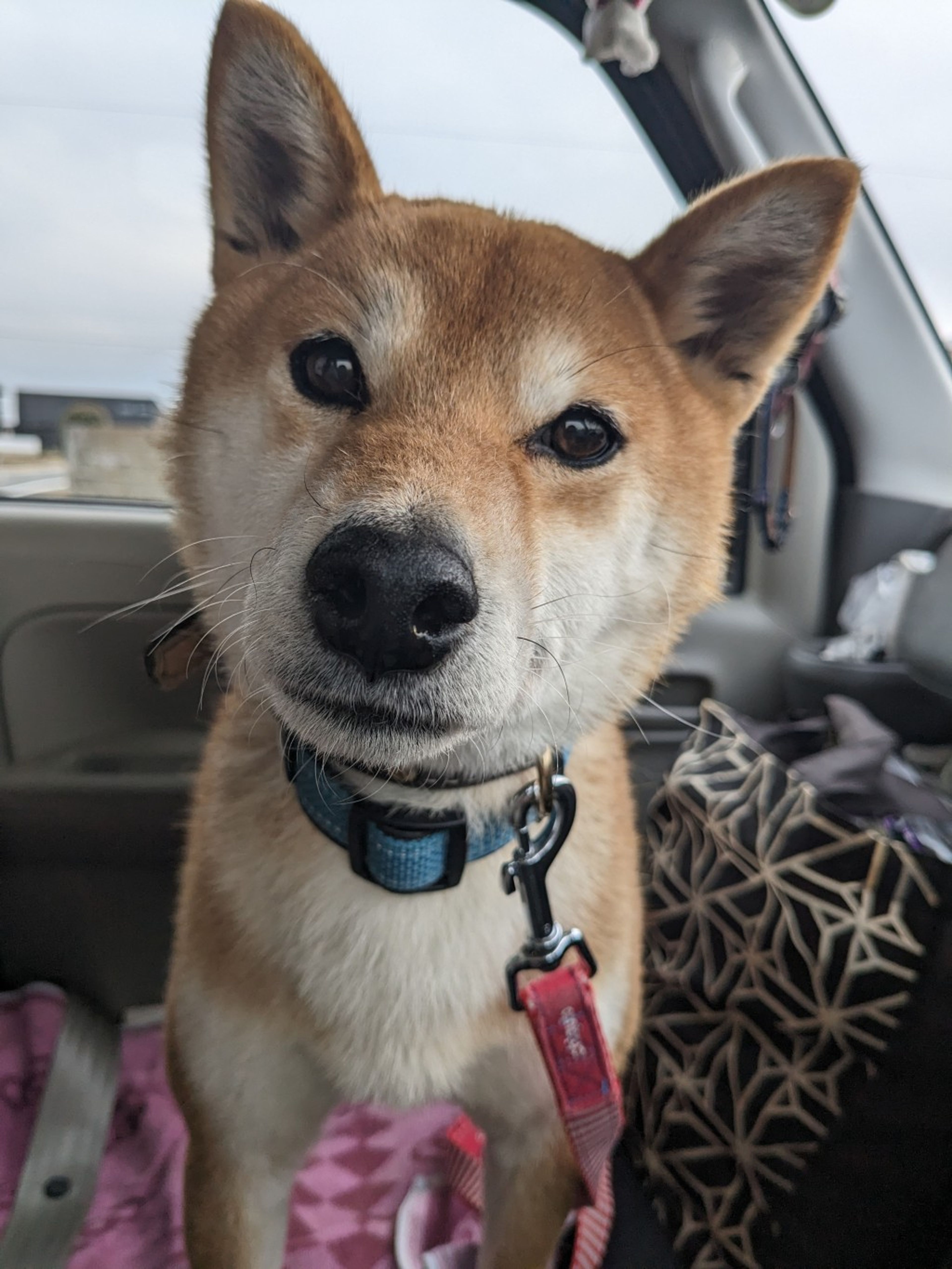 pet-image-2