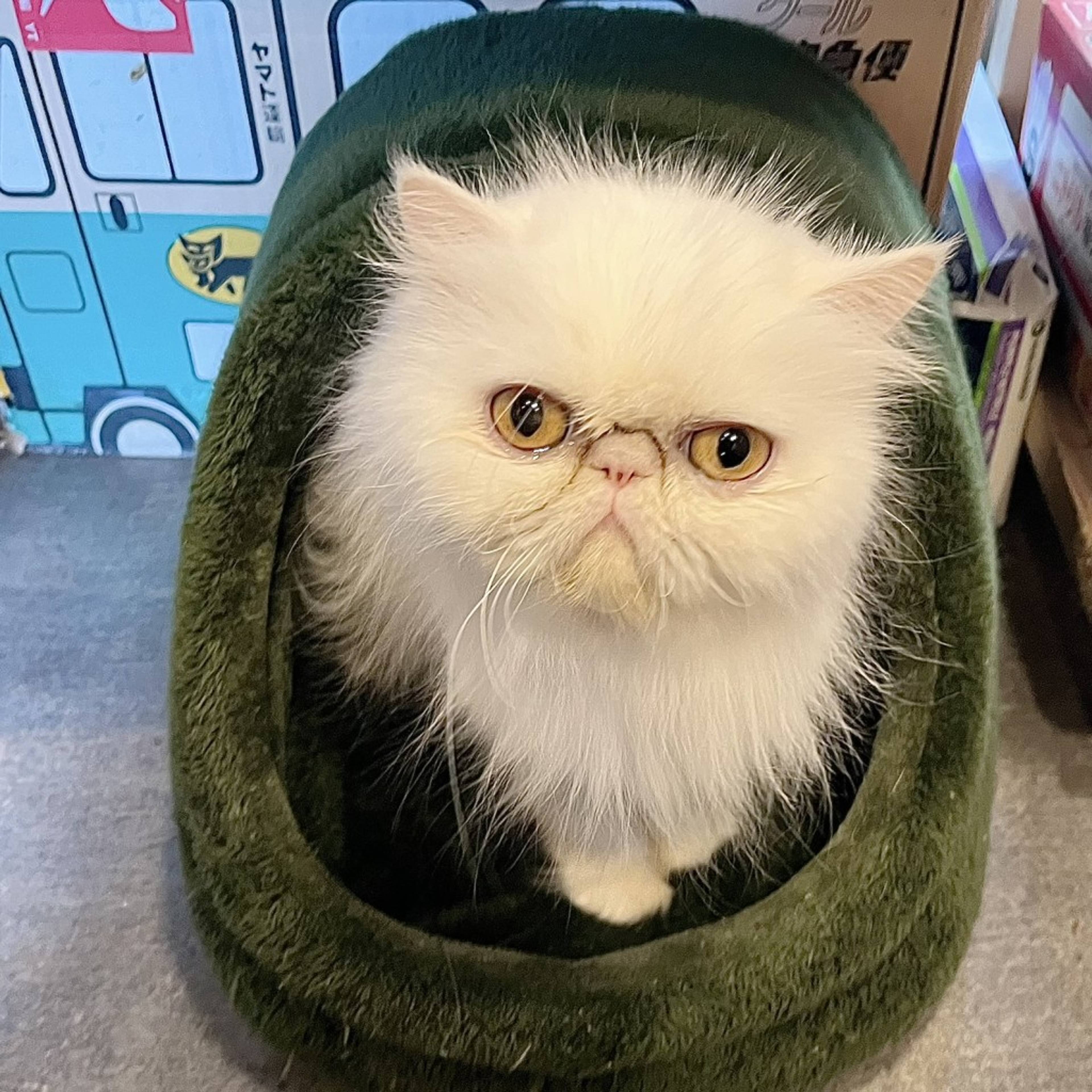 ペルシャ・メスの里親募集の写真