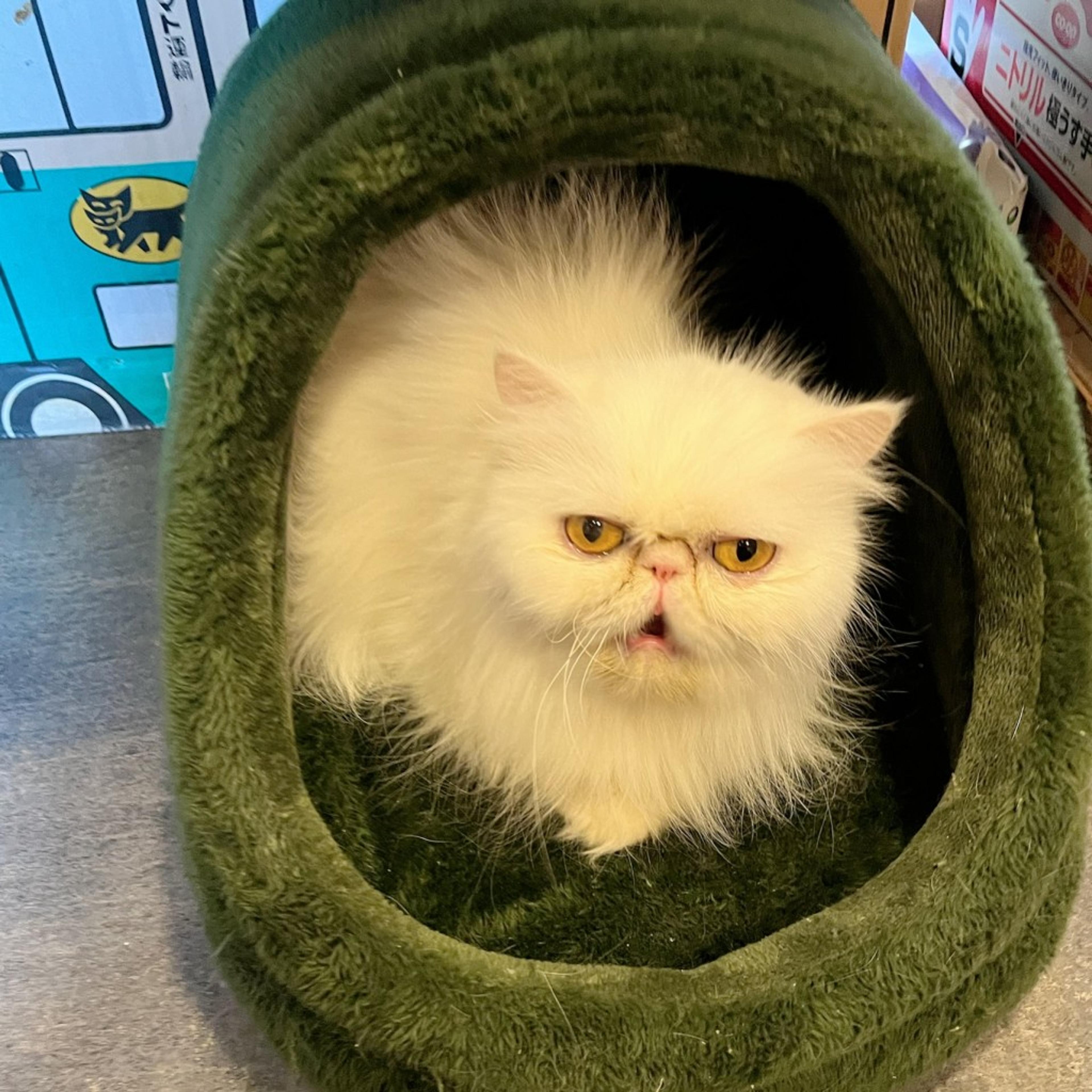 pet-image-2
