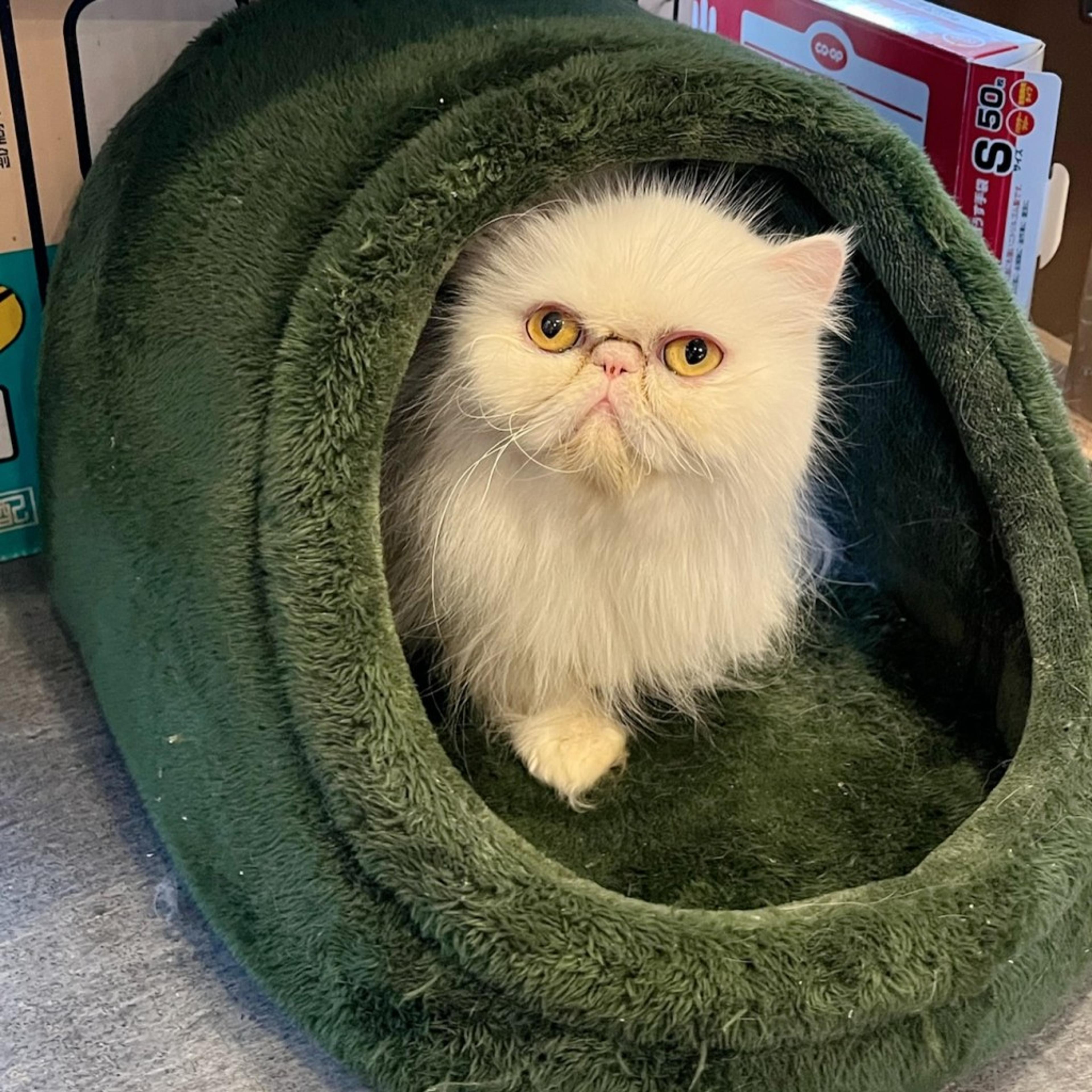 pet-image-5