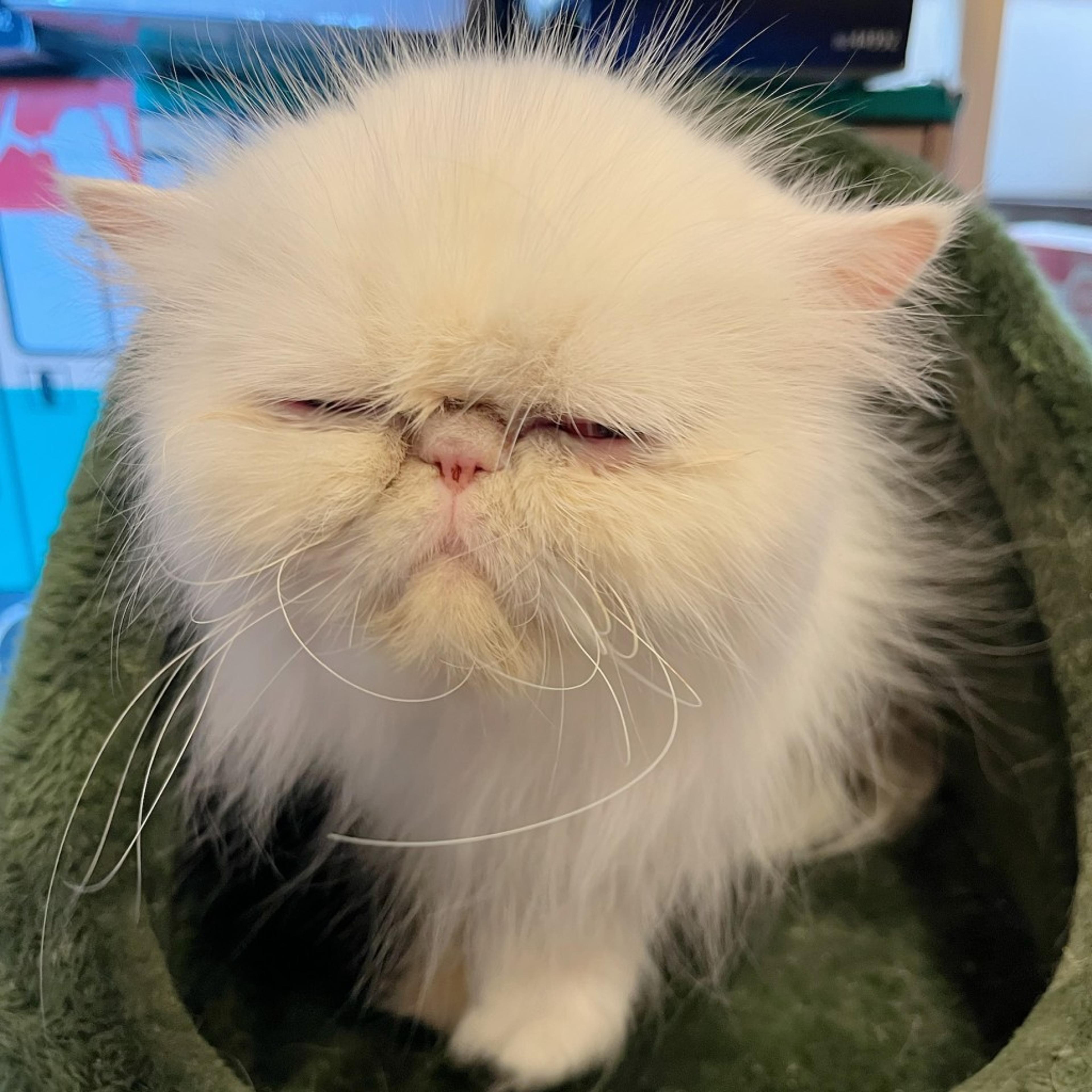 pet-image-6