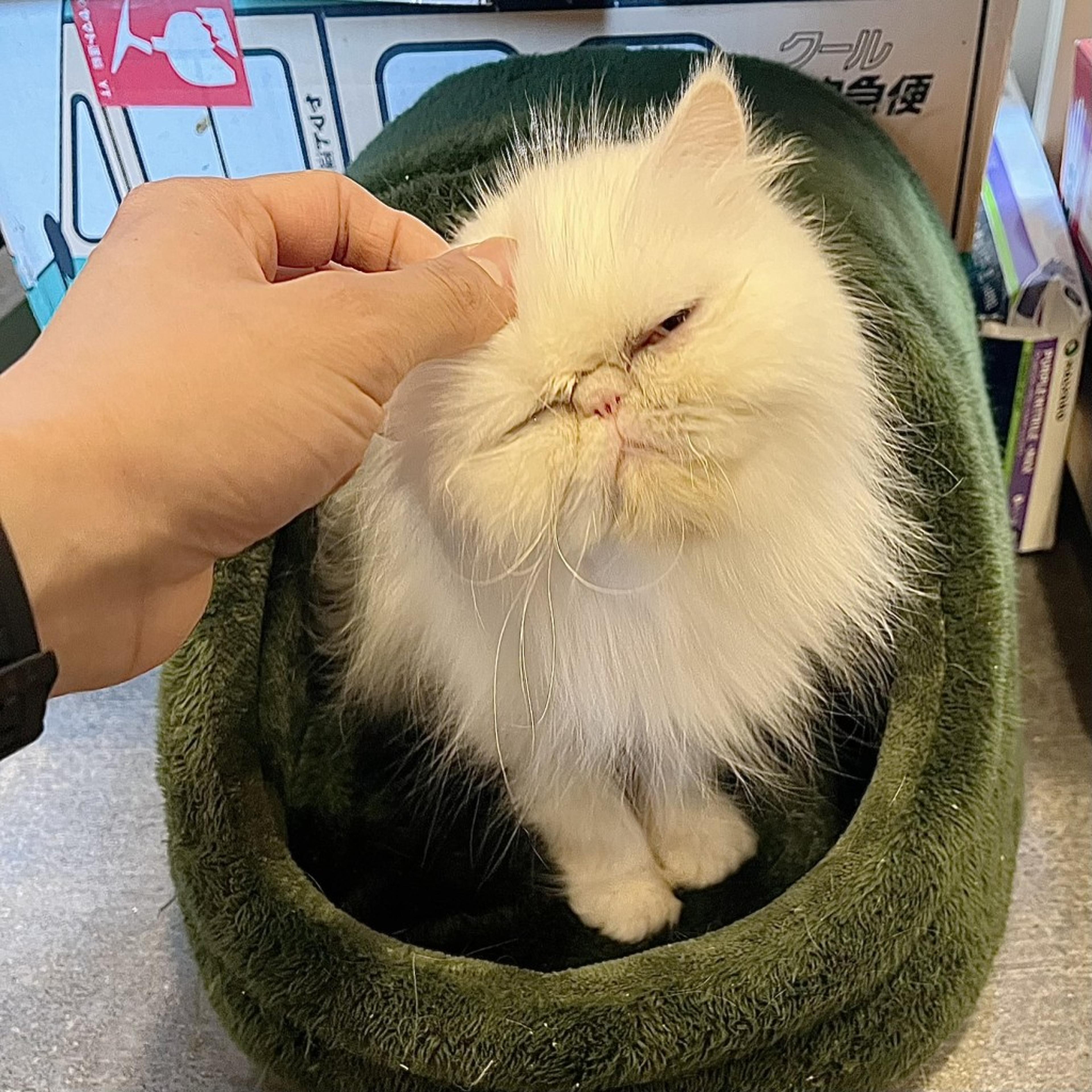 pet-image-3